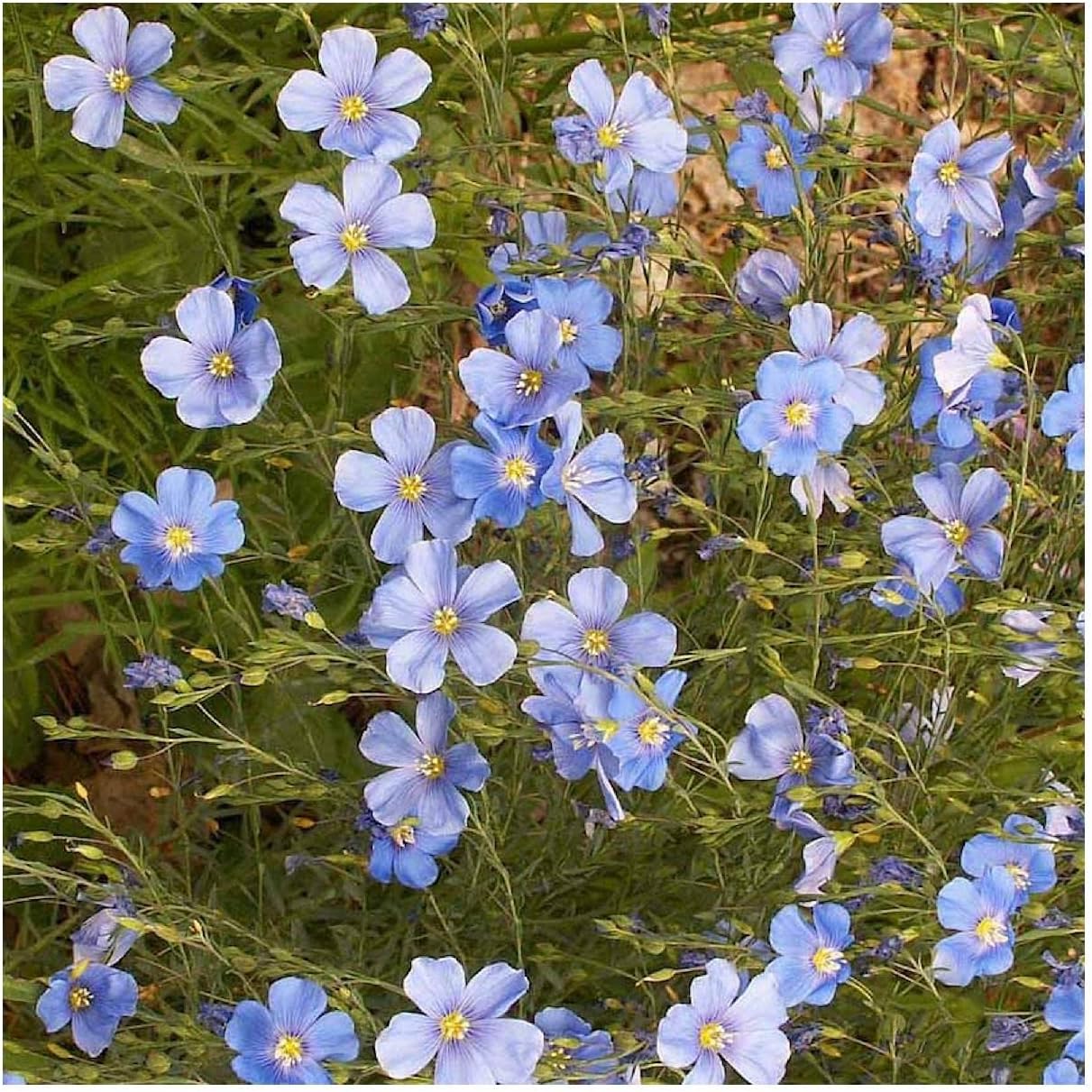 Everwilde Farms - 1 Lb Blue Flax Wildflower Seeds - Gold Vault