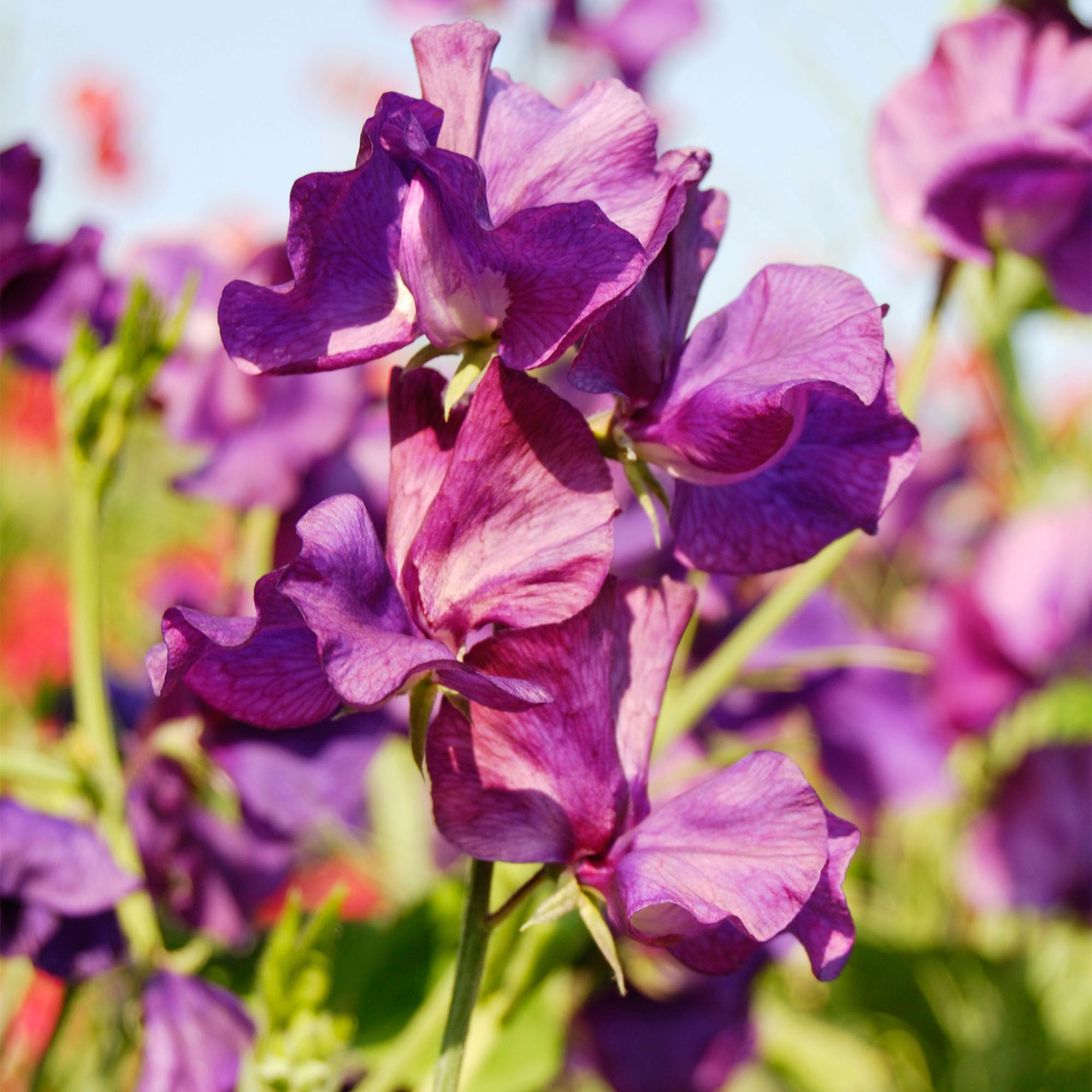 Summer Bedding Plants - Blue Velvet Sweet Pea Plants Garden Ready - Flowering Climbing Sweet Peas for Borders, Beds, and Pots - Hardy Annual Lathyrus Odoratus Sweetpea Collection (9cm Pots, Pack of 3)