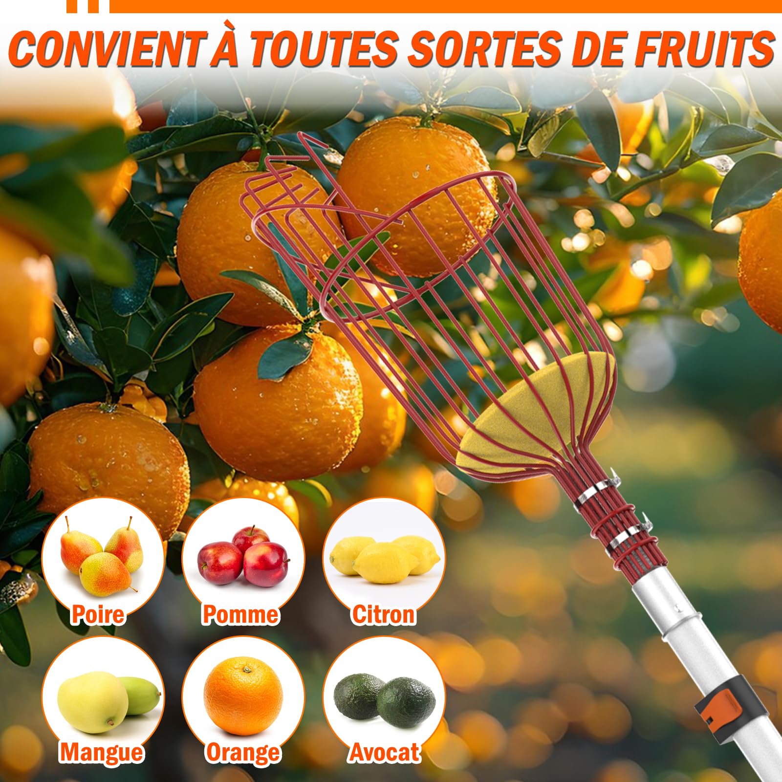 LAANPOLE Cueille Fruit Telescopique 6m avec Grand Panier de Cueillette pour Pommes, Oranges, Citrons
