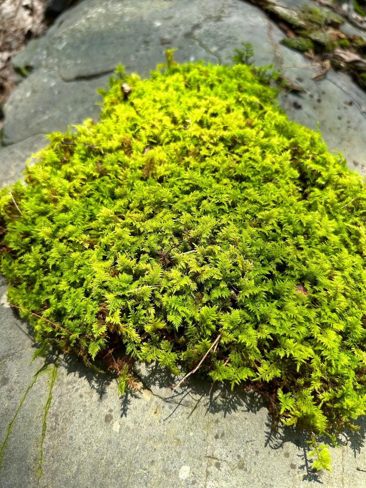 Radha Krishna Agriculture® Moss grass seeds Fast Growing and Durable For Gardening | Grass Seeds for Home and Gardening (Pack of 10 grm) (B0D9Q384Y4) Amazon Price History, Amazon Price Tracker