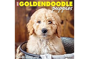 Willow Creek Press Goldendoodle Puppies Monthly 2025 Wall Calendar (12" x 12")