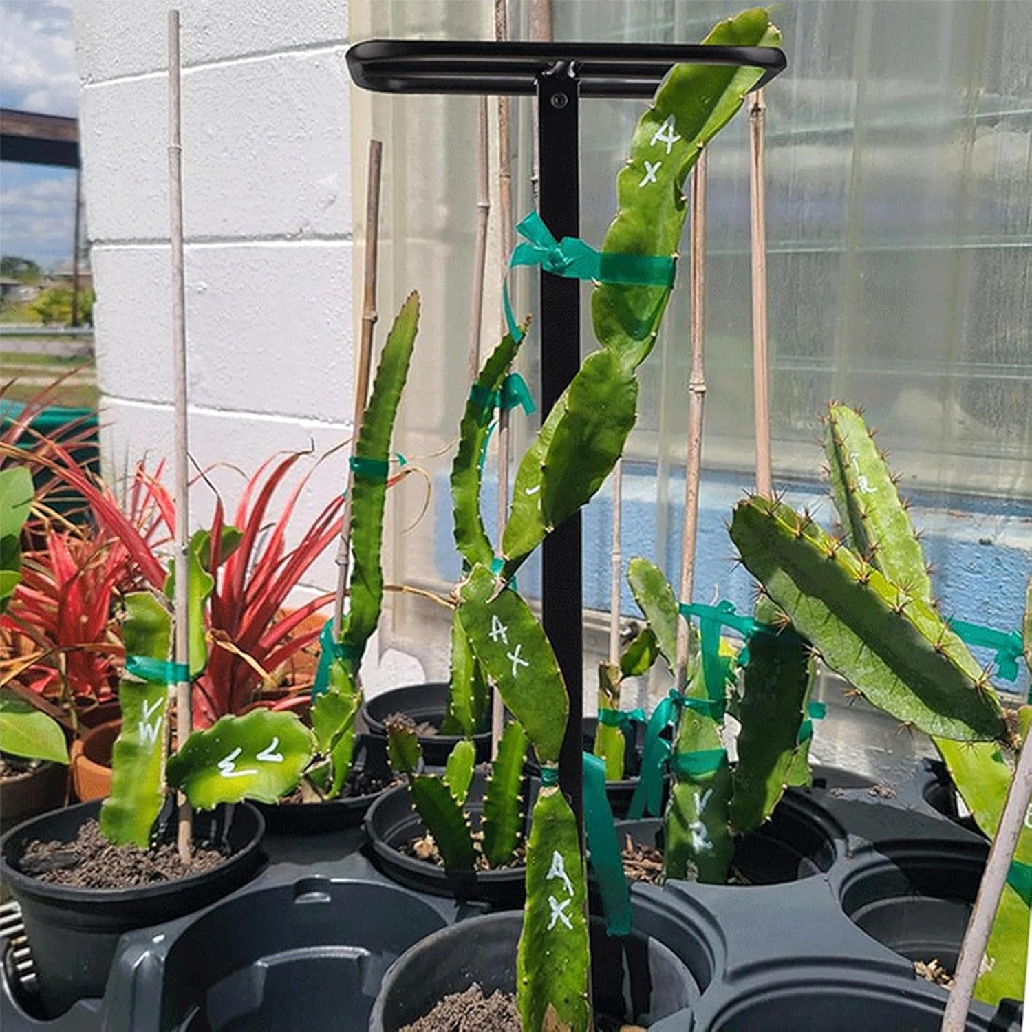 AUNMAS Climbing Support Frame, Vertical Plant Climbing Structure with Adjustable Steel, Durable, Lightweight, Easy Setup for Garden and Patio Plants