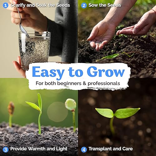 Miniatura 3 de KVITER 5 semillas de árbol de plátano abisinio rojo (Musa Ensete Ventricosum) – Semillas de planta de plátano ornamental orgánicas orgánicas no