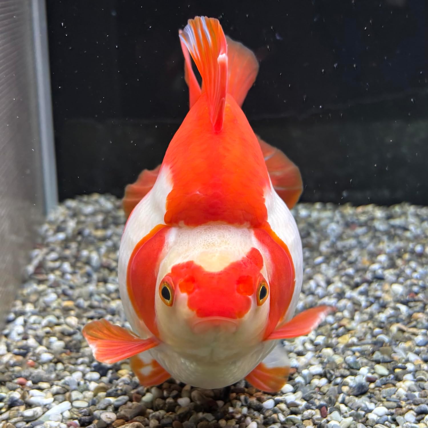 タミラナルリモンアゲハ（オス、インド・ニルギリ産） タミラナル