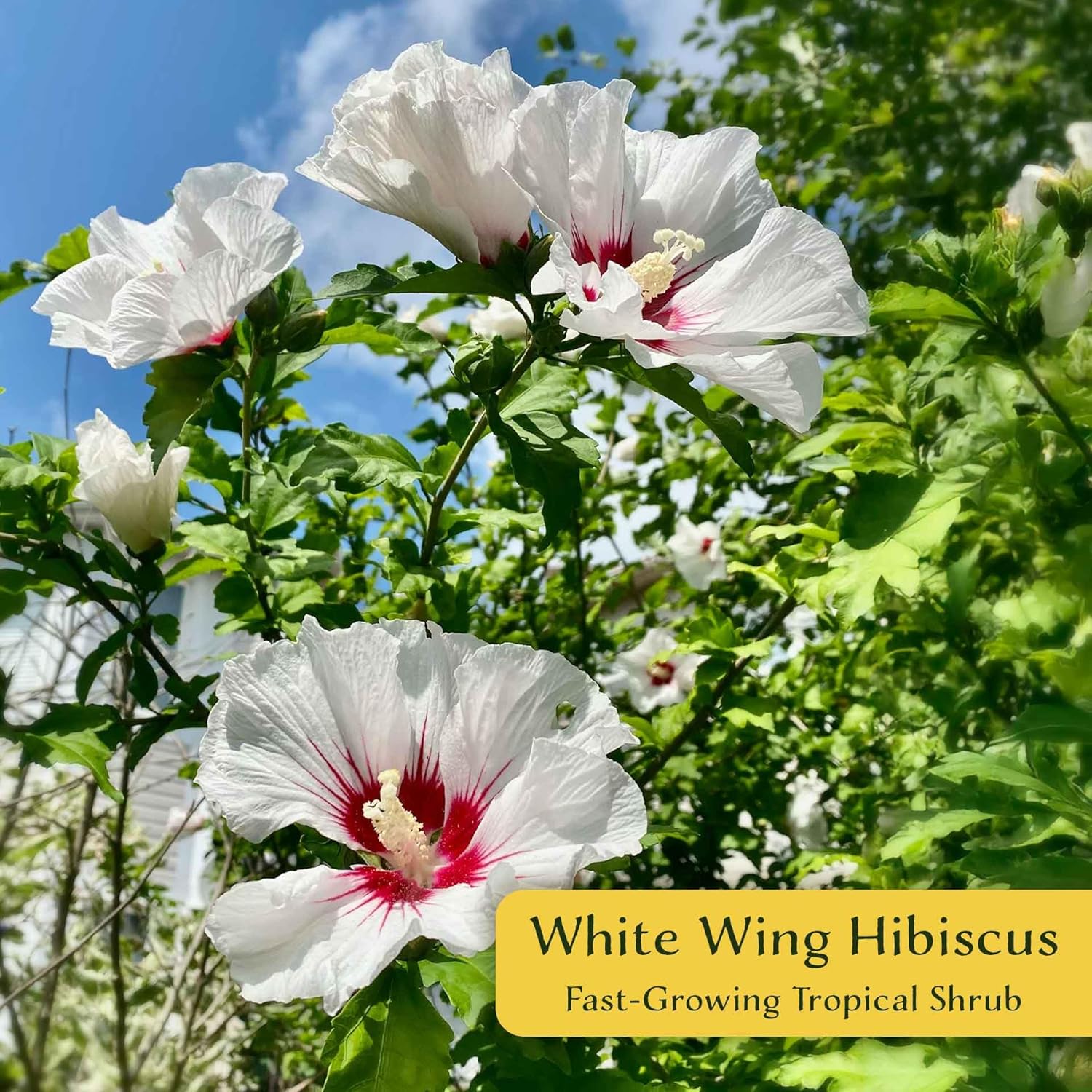 6 White Wing Hibiscus in 3.5” Nursery Cubes (Hibiscus rosa-sinensis) | Tropical Evergreen Shrub for Hedges, Containers & Ornamental Landscaping | Ready-to-Plant Live Starter Plants