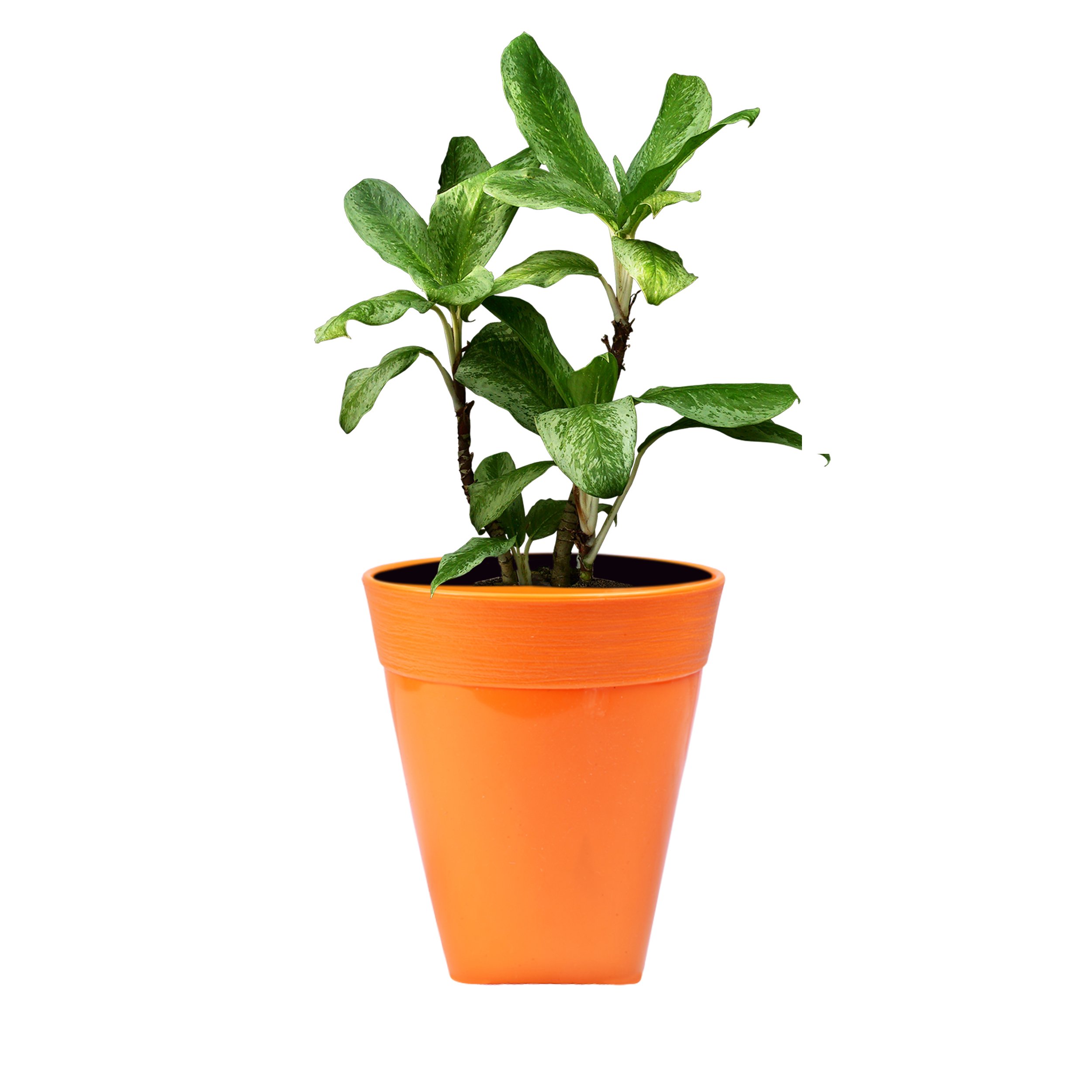 Sharpex Idel Dante Plastic 17 Series Ceramic Style Live Solid Color Flower Pot for Home Use (Orange, Regular) (B078V1GCNB) Amazon Price History, Amazon Price Tracker
