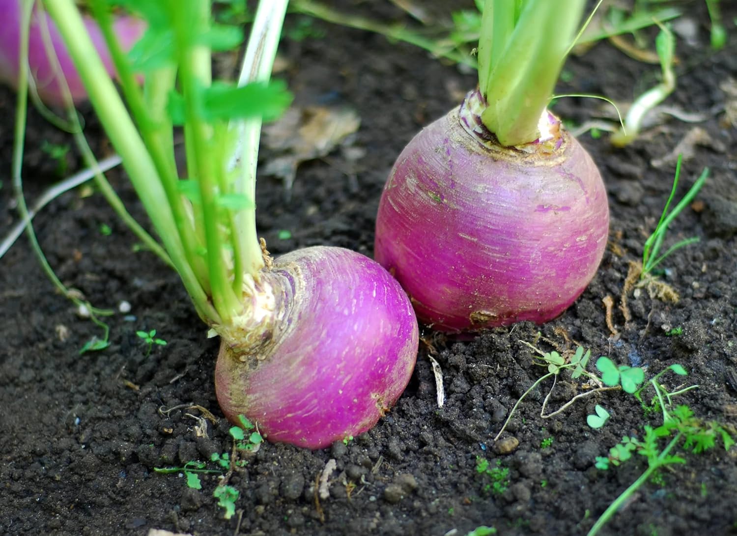 Hancock Seed Co. Purple Top White Globe Turnip Seeds, 10 lbs.