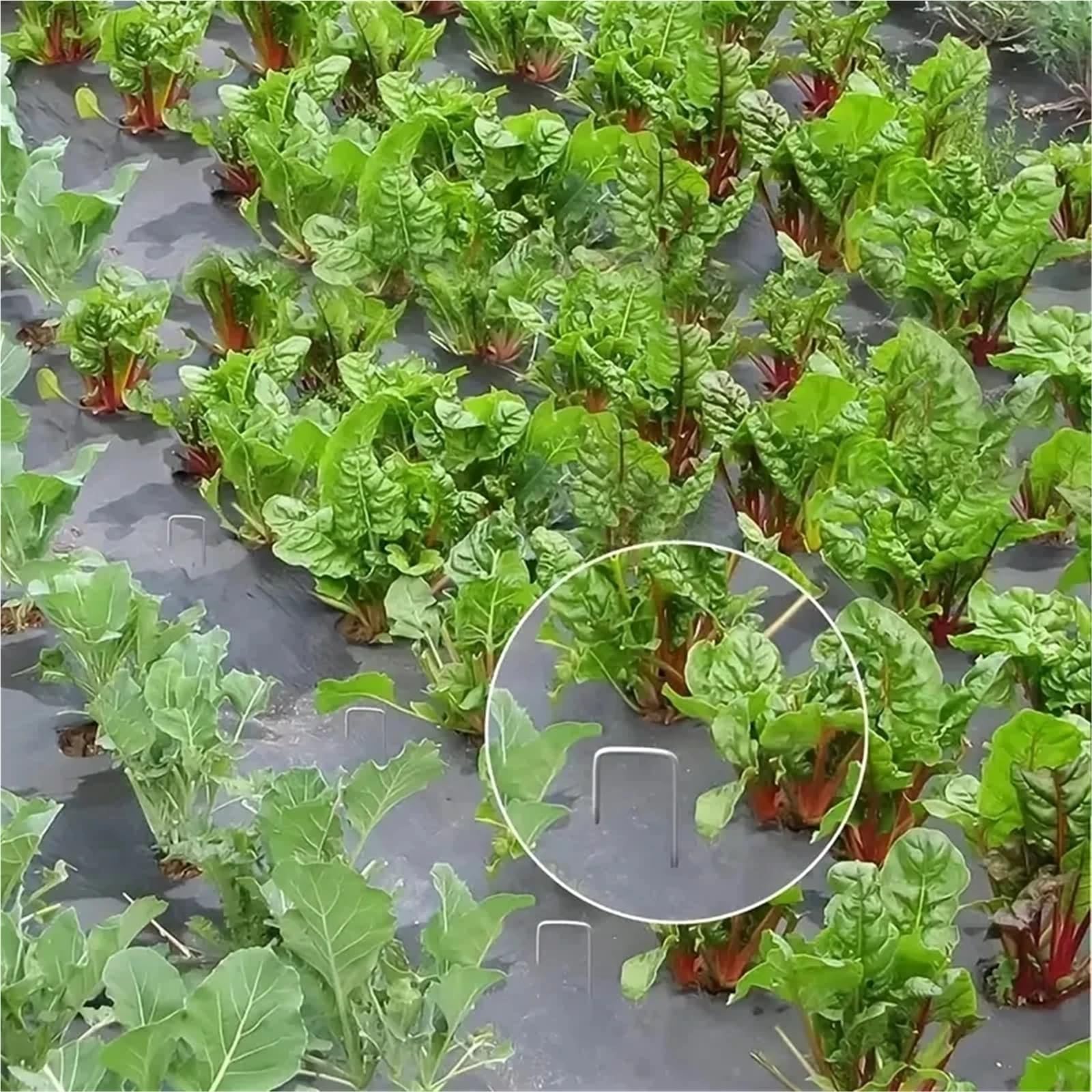 100 graffette da Giardino 3 mm, picchetti a Forma di U, for Tende Resistenti, Fissaggio for Erbacce per Giardini(4cm X 10cm)