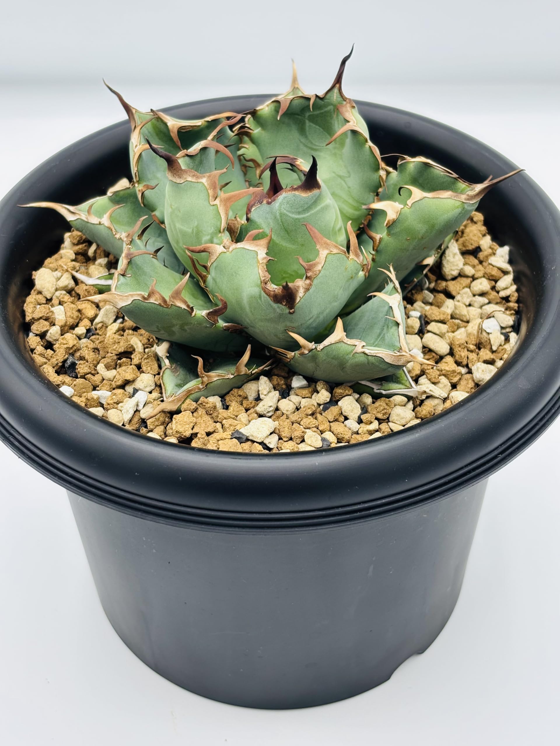 Amazon｜アガベ チタノタ 黒鯨(コクゲイ)/Agave titanota 'Black Whale