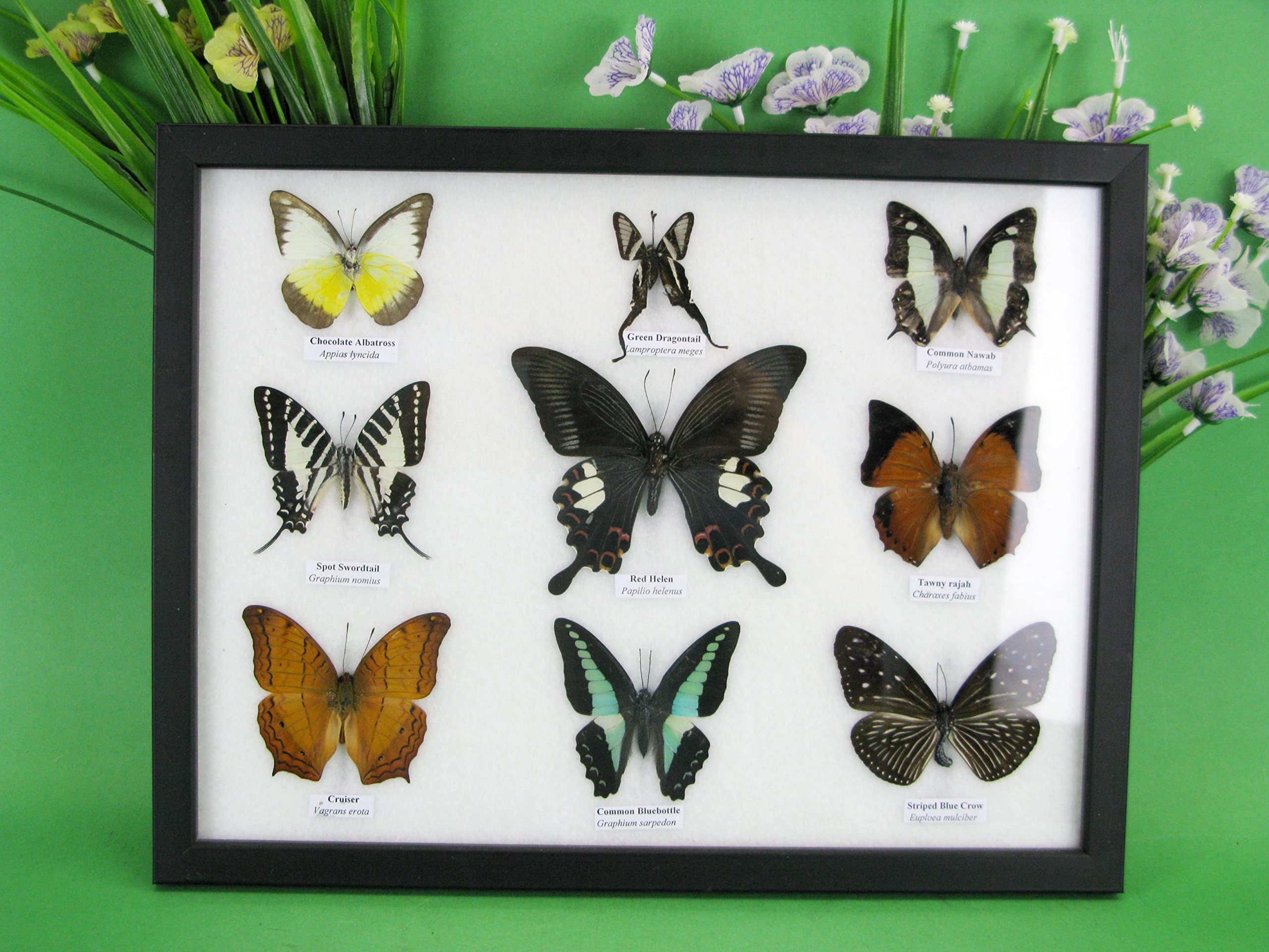 6 papillons exotiques réel - une beauté unique - taxidermie Naturalise - h 03