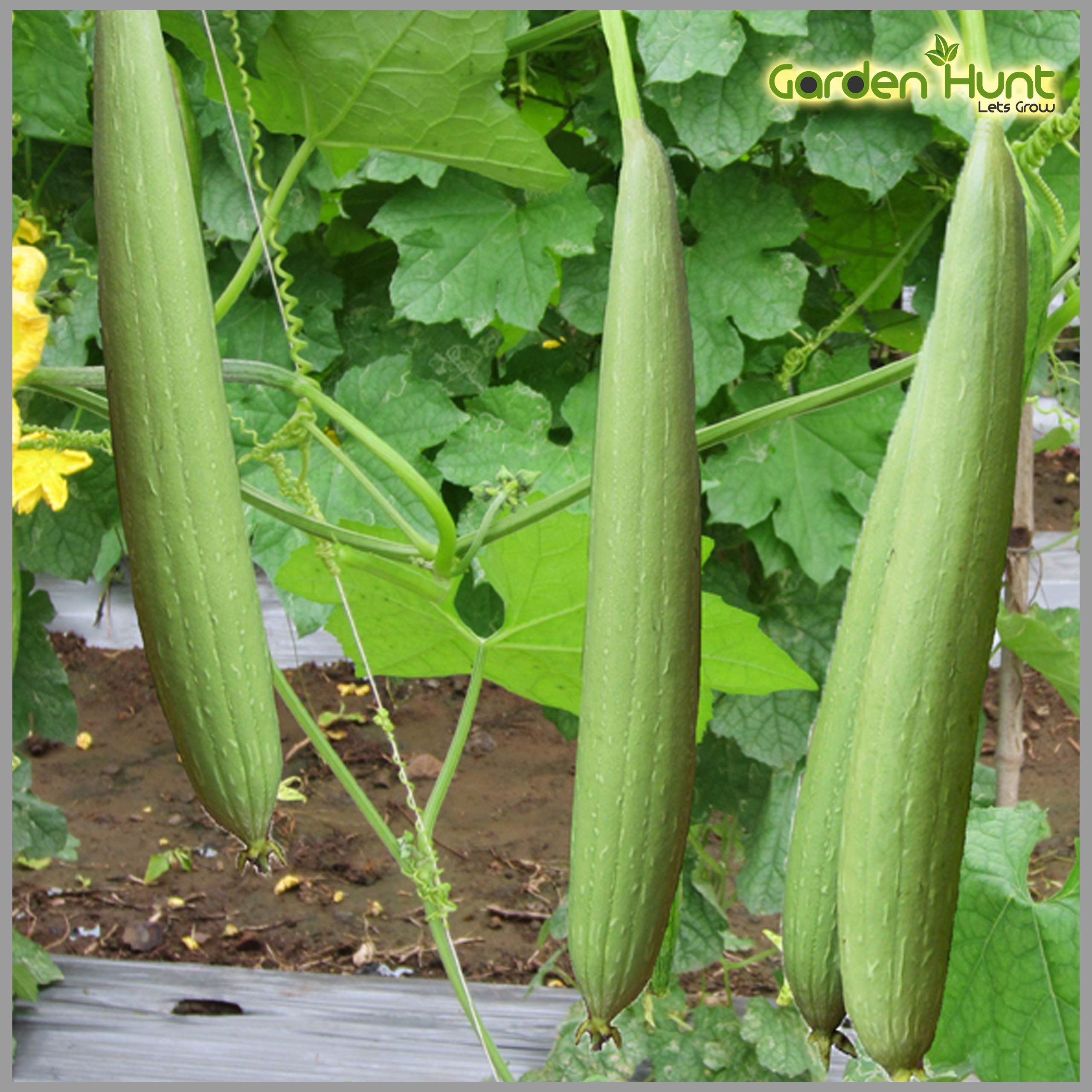 Sponge Gourd (Black Color Seeds) Heirloom seeds (Pack of 20 Seeds) - GardenHunt