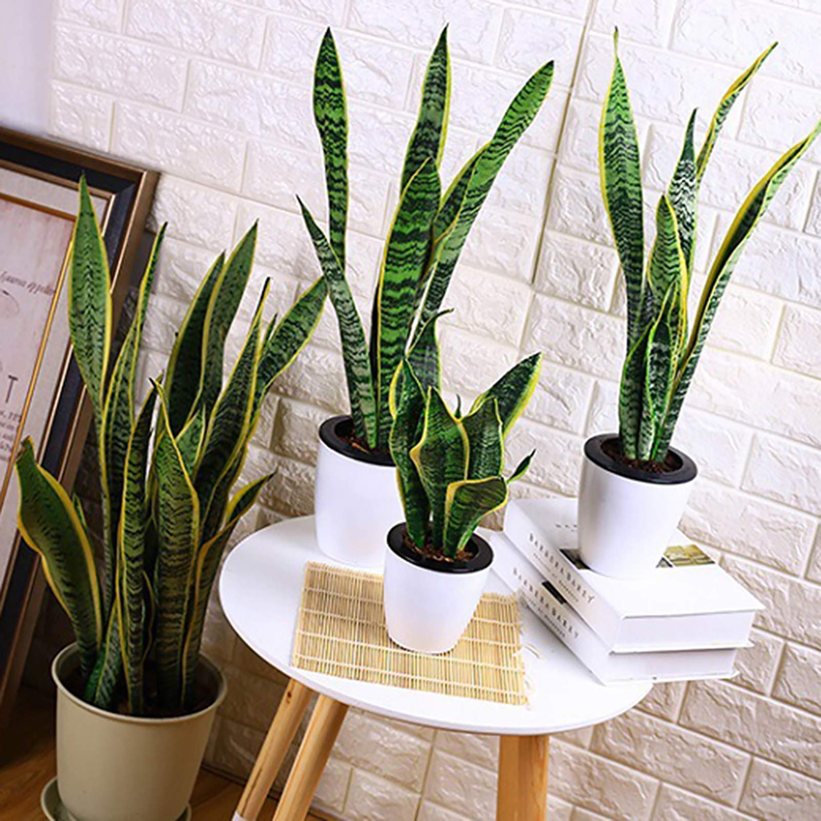 snake plants for sale Snake Plant Collection | Plant Bundles for Delivery