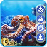 Acuario de pulpos elegantes: salvapantallas submarino con música de piano