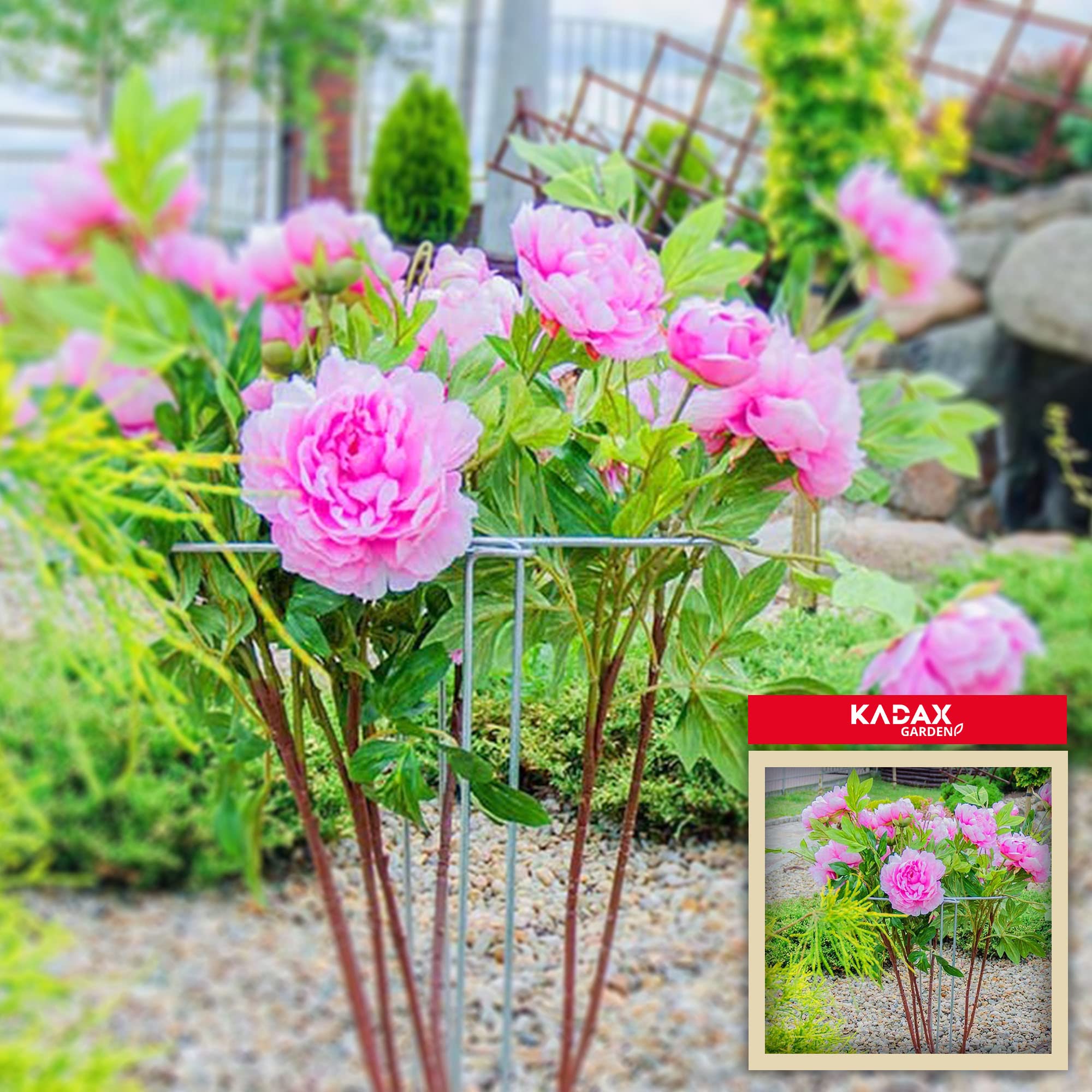 Porta della pianta Kadax, supporto stabile, supporto piante semicircolari in acciaio, supporto arbusto solido rose, supporto a boscaglia, viticci, supporto (altezza: 100 cm