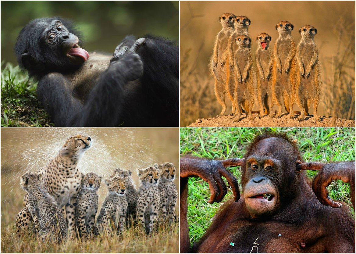 De meest monsterlijke dieren - Philip Bunting | Informatieboek