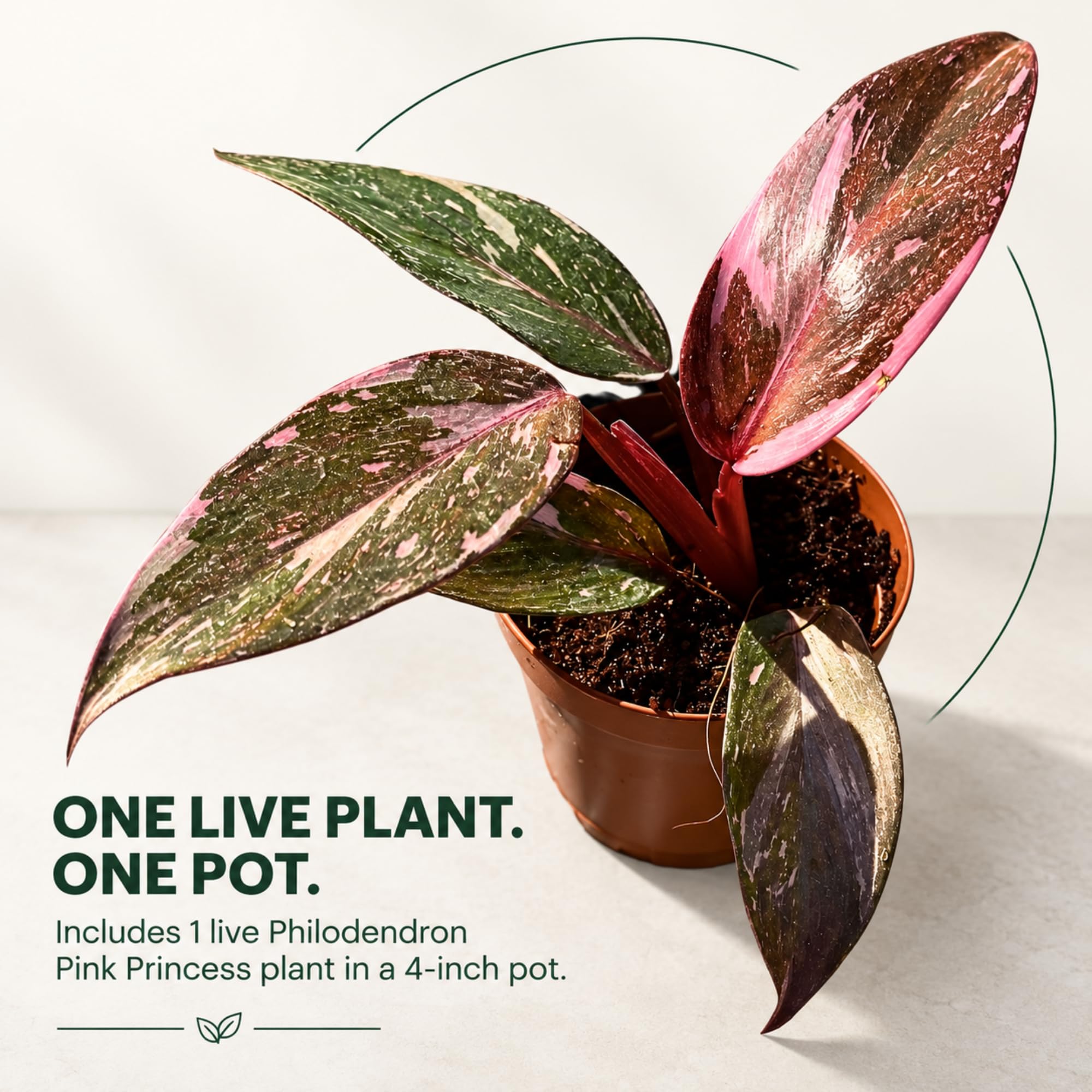 Amazon.com : 2 Inches Philodendron Pink Princess Live Plant with 4