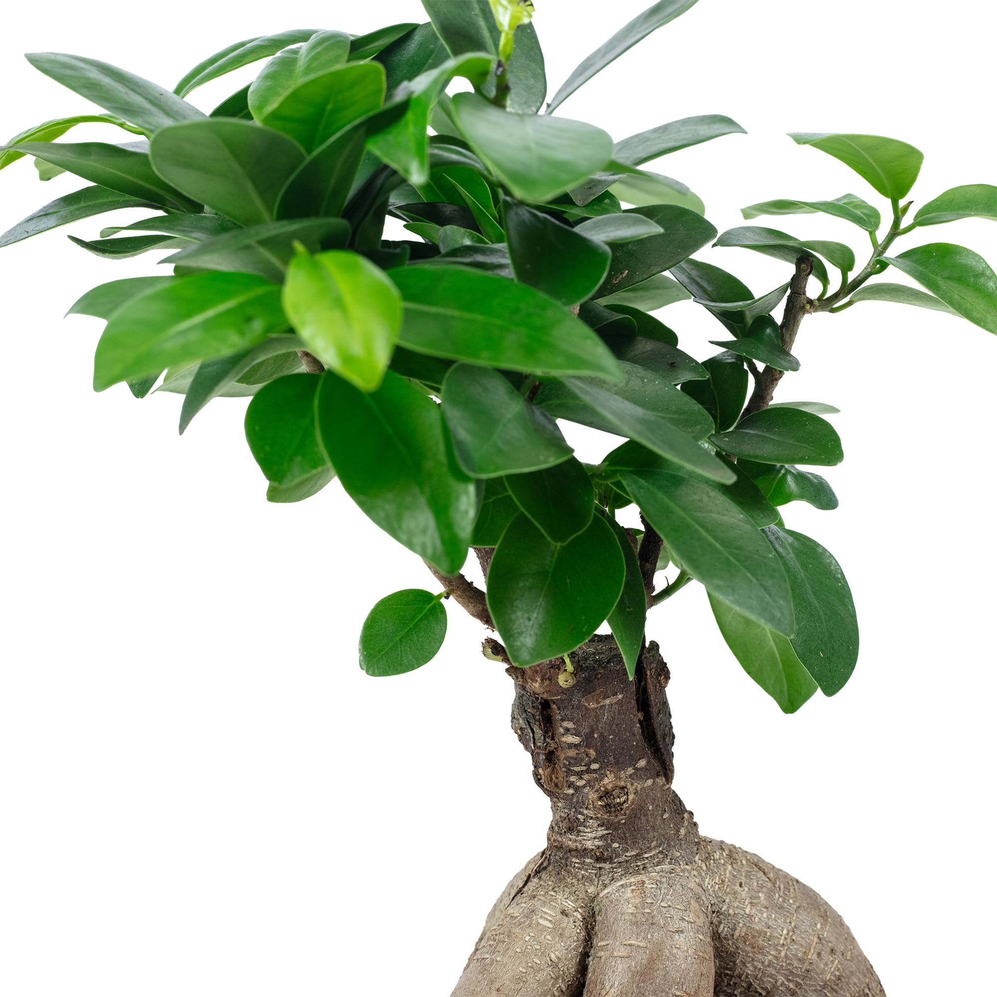 Chinesische Feige - pflegeleichte Zimmerpflanze, Ficus Ginseng - Höhe ca. 25 cm, Topf-Ø 12 cm