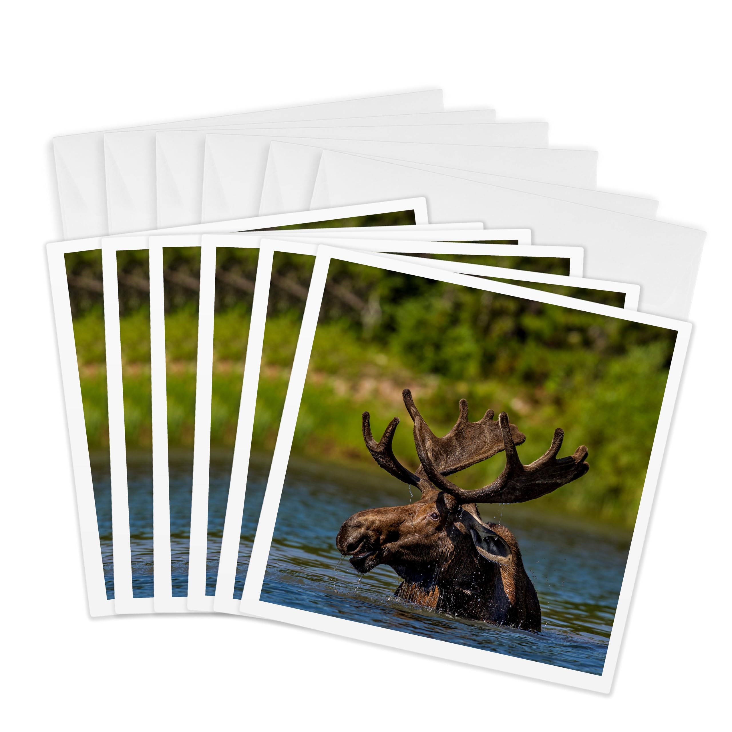 3dRose gc_231090_1 6 x 6-Inch"Bull Moose in Glacier National Park, Montana" Greeting Card (Pack of 6)