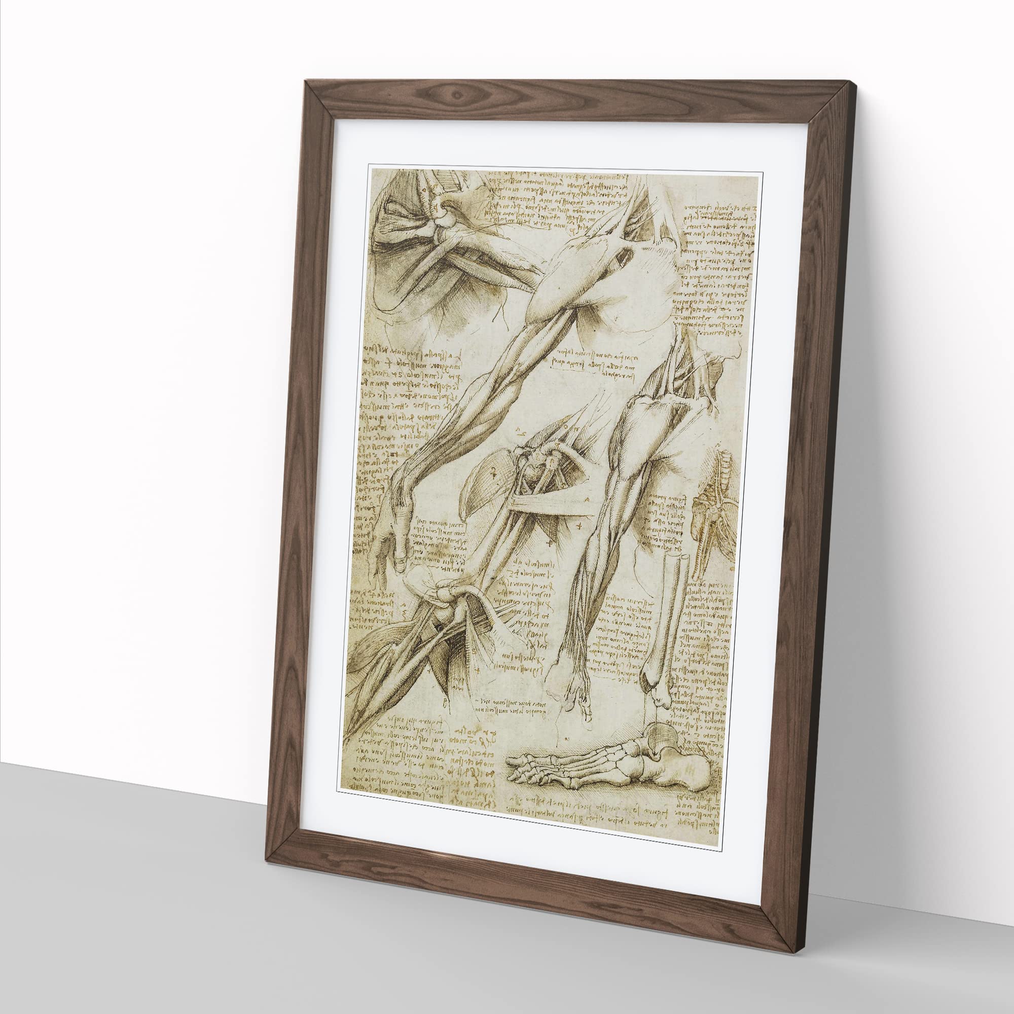 Human Anatomy Vol.1 By Leonardo Da Vinci Classic Painting Framed Wall Art Print - Image 3