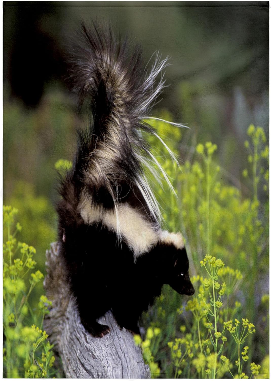 3dRose North America, USA, Montana. Skunk Wildlife - US27 TVE0004 - Tom Vezo 22x30 Bath Hand Pool Towel