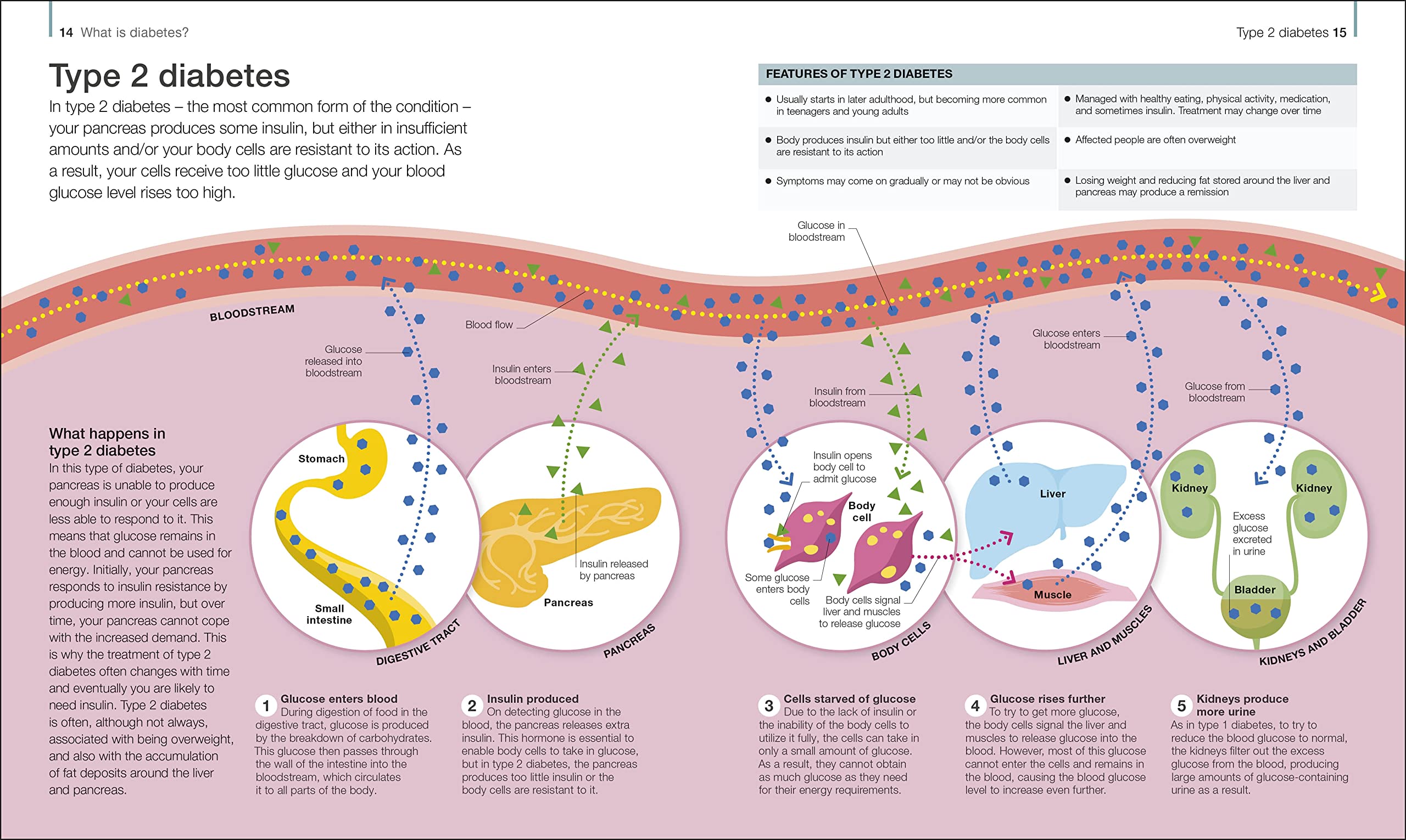 The Diabetes Handbook: Understand and Manage Type 1 and Type 2 Diabetes