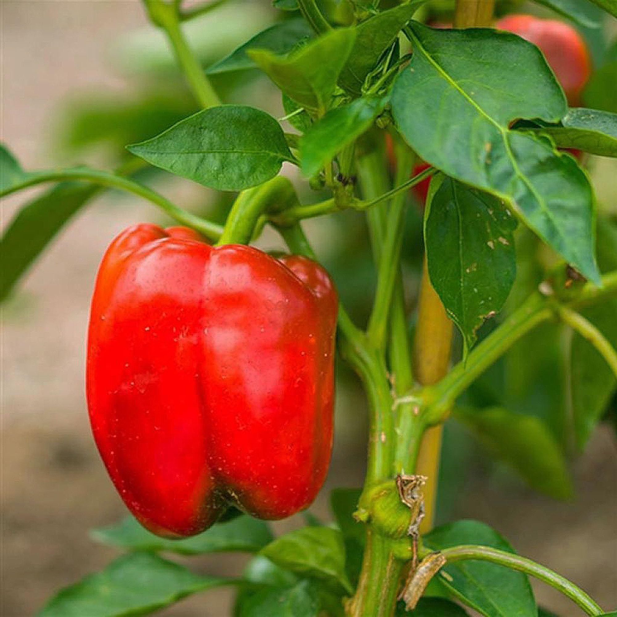 Piment Padron 25 x Graines du Portugal 100% Naturel sans Aide à la Culture Chimique ni Génie Génétique