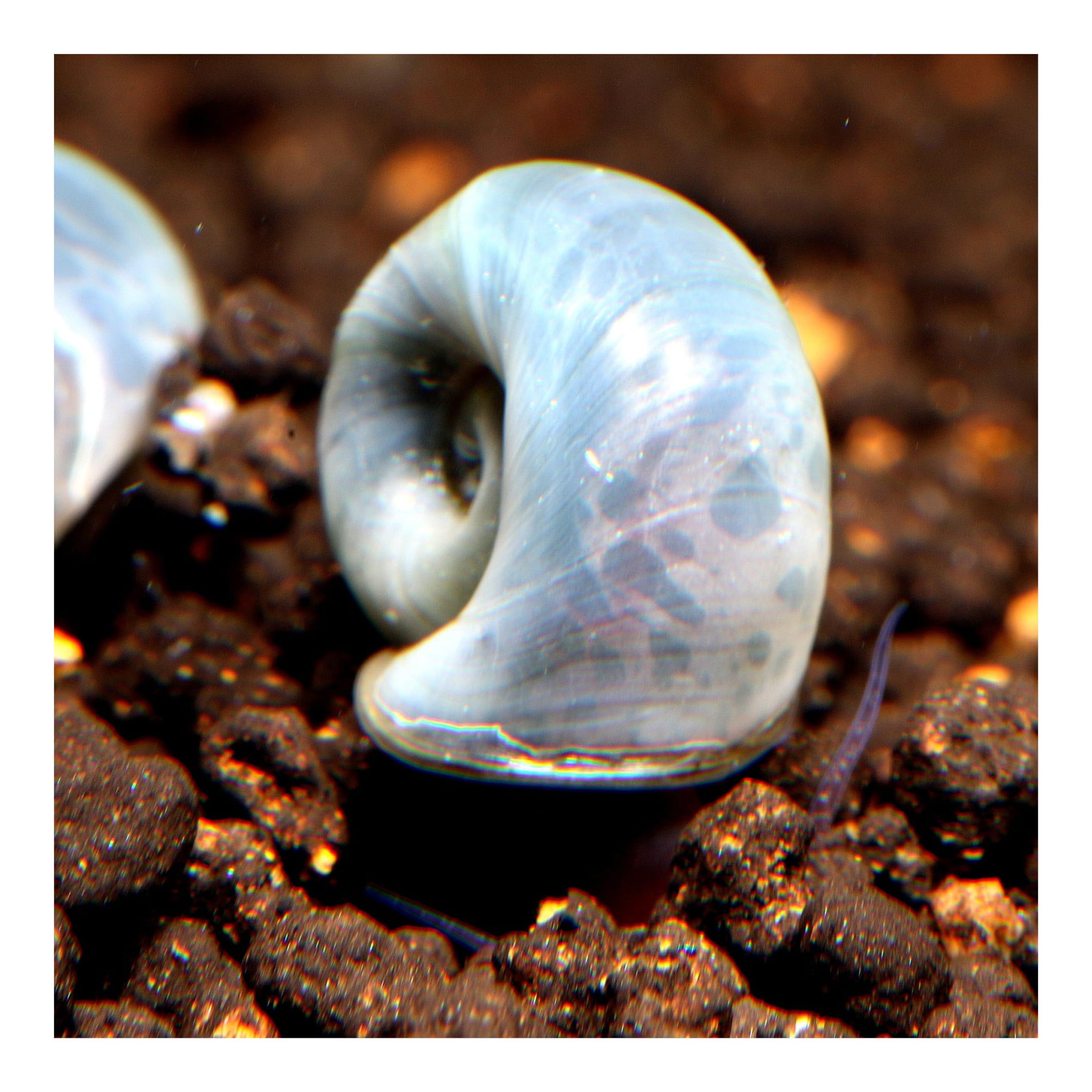 8 x Posthornschnecke, Bunter Mix, je 2X blau, rosa, braun und rot, Planorbella duryi, Reinigungscrew, Algenfresser