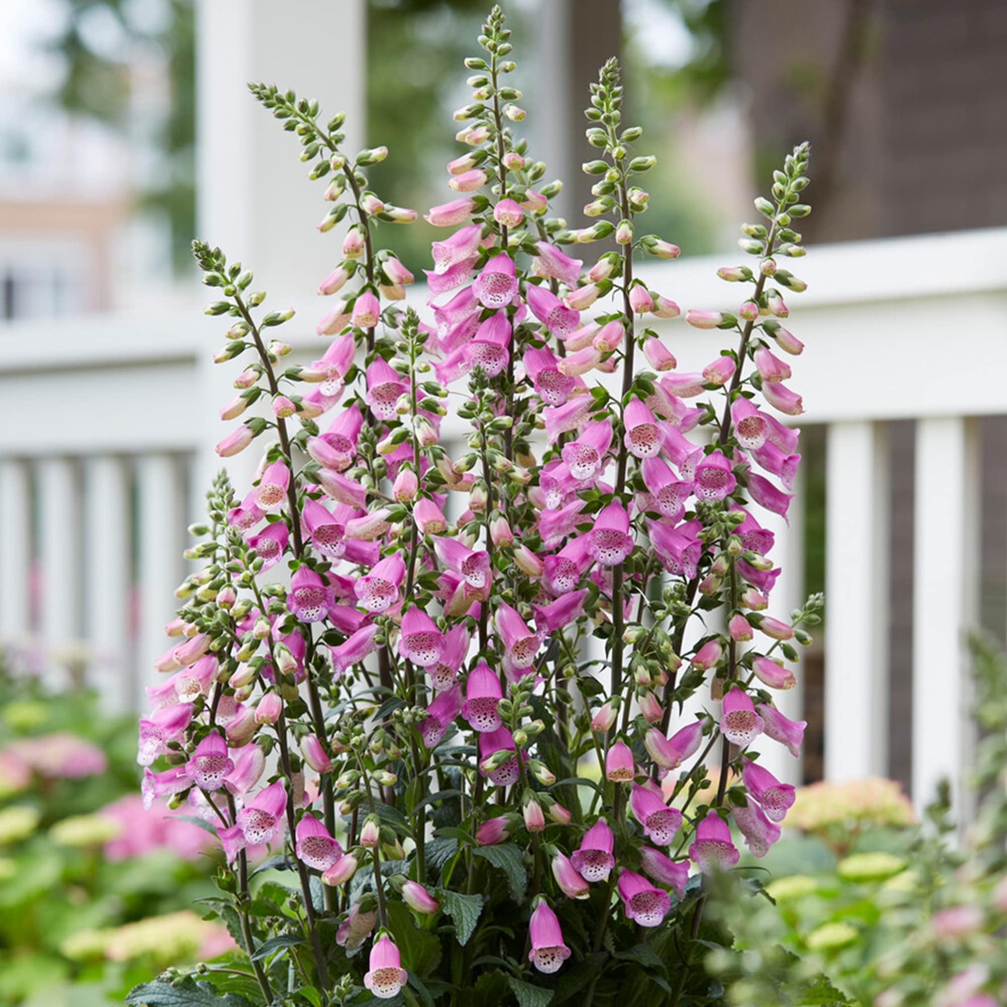 Digitalis Panther - Foxglove | Outdoor Potted Perennial Plants Garden Ready (15-25cm Incl. Pot)