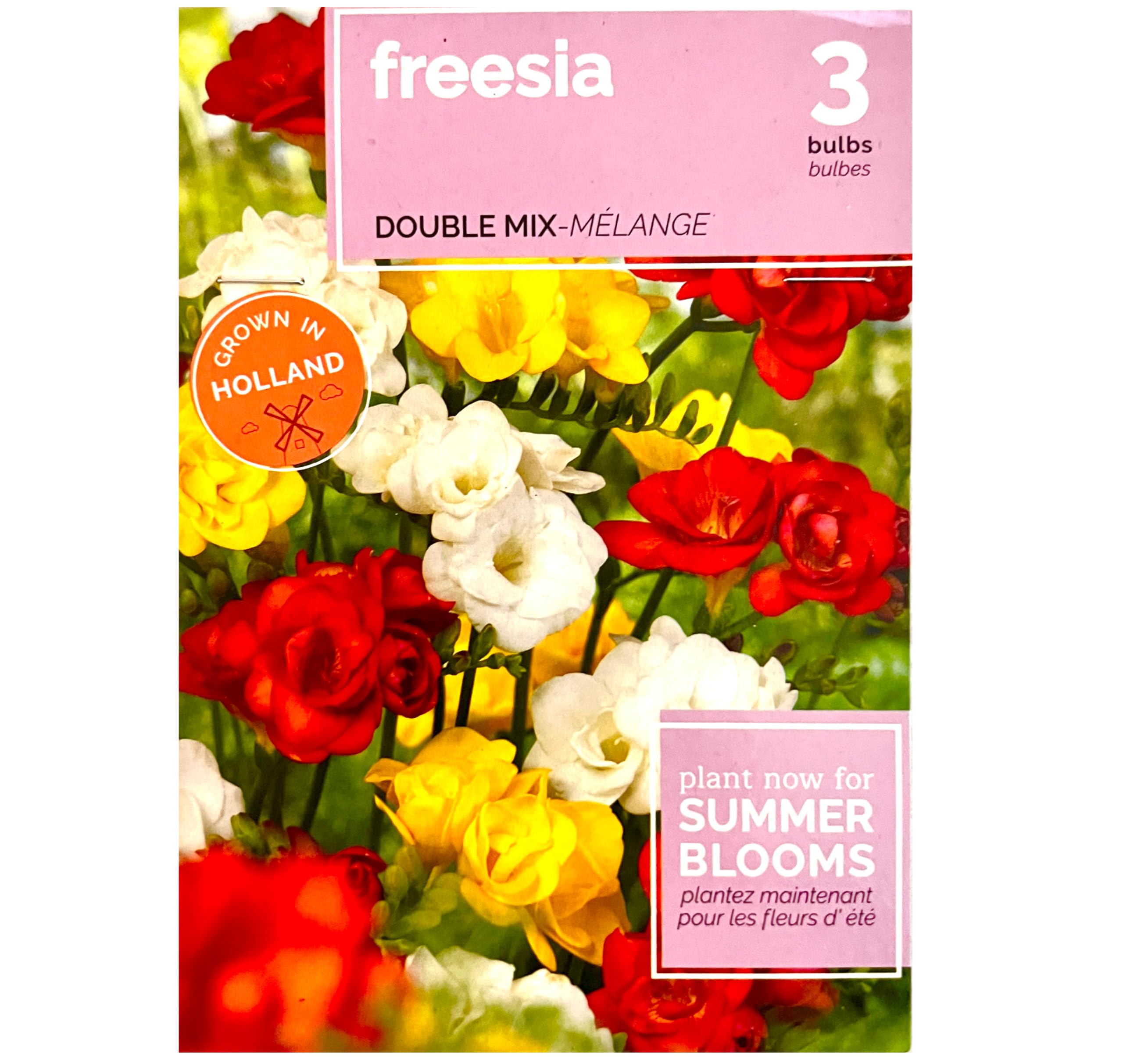 Freesia, Flower Bulbs, Mixed Colors, Grown in Holland