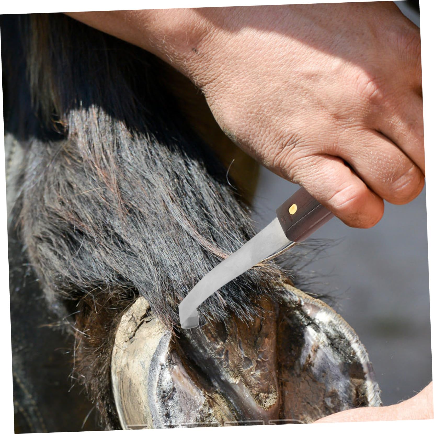 Couteau à Sabot Résistant la Rupture à Double Tranchant en Acier Inoxydable Poignée en Bois Ergonomique pour Usage Quotidien pour Soins des Sabots de Chevaux