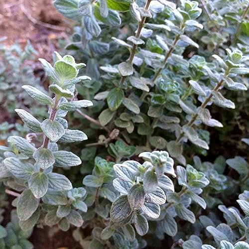 Wild Zaatar - Semillas de orégano (Origanum syriacum) Más de 30 semillas de hierbas raras de reliquia en cápsulas de semillas congeladas para el