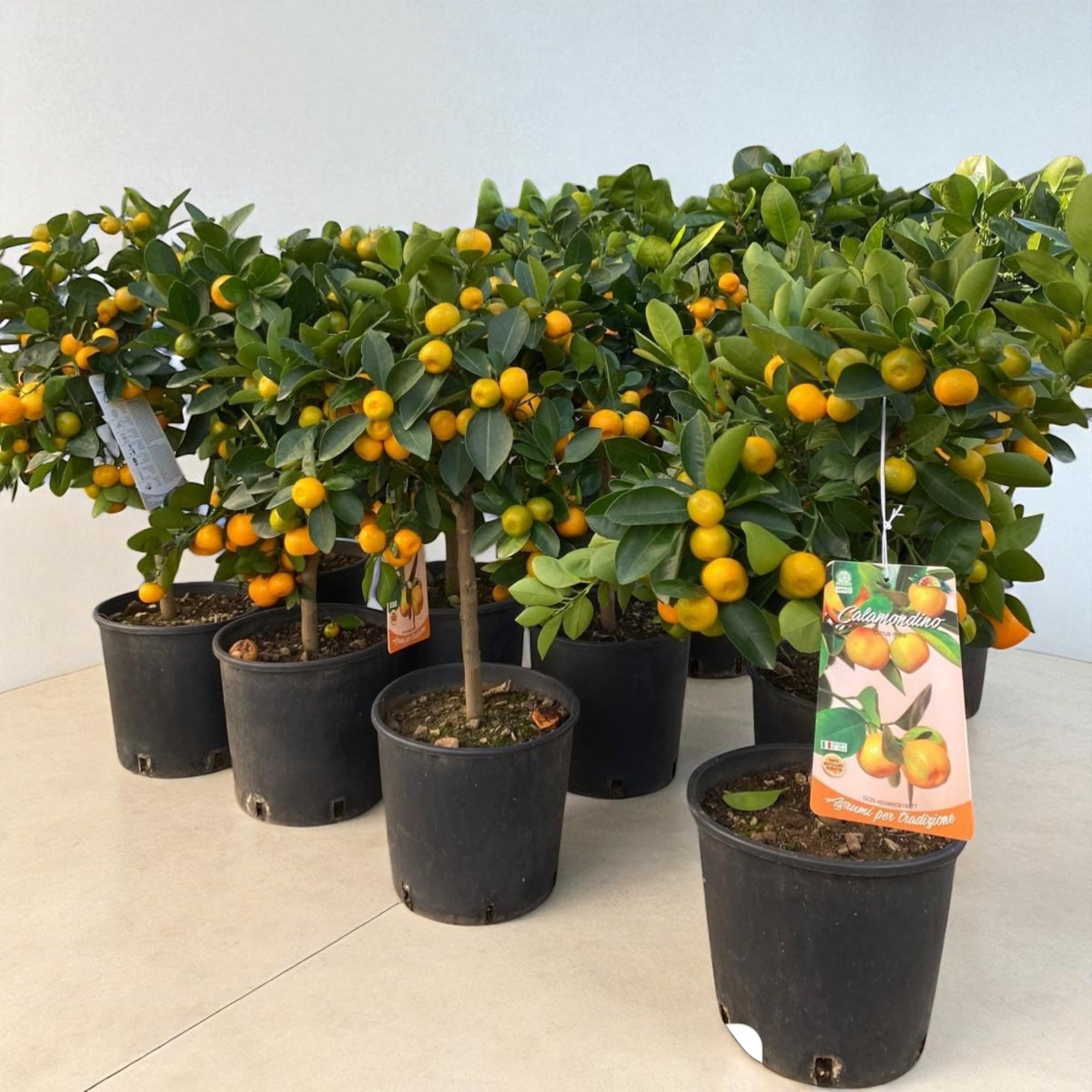 Calamondino Citrus × microcarpa, Pianta di Agrume da Frutto in Vaso, Verde, 100 cm