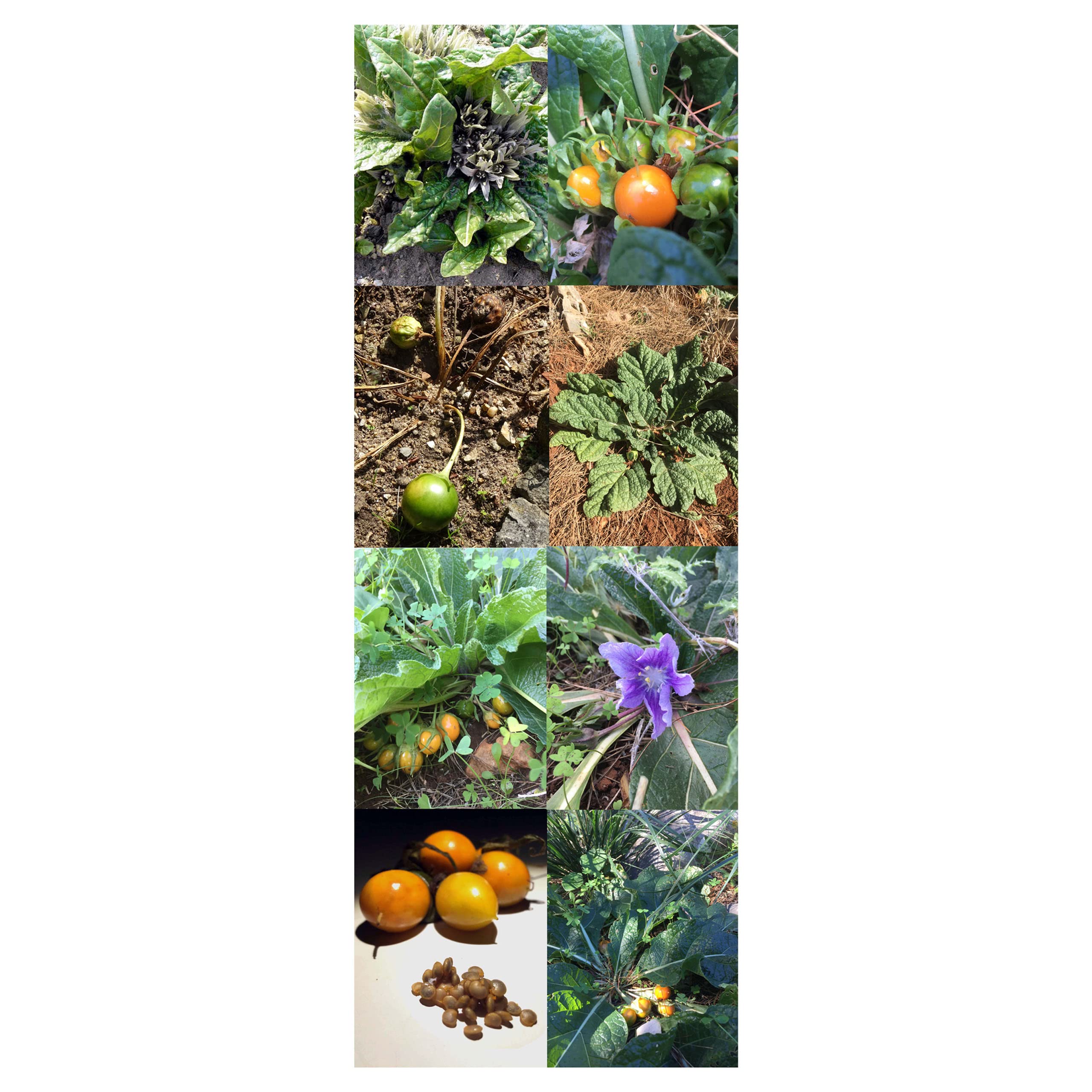 Magic Garden Seeds Variétés de mandragore - Coffret Cadeau de semences avec mandragore de Printemps & d'automne