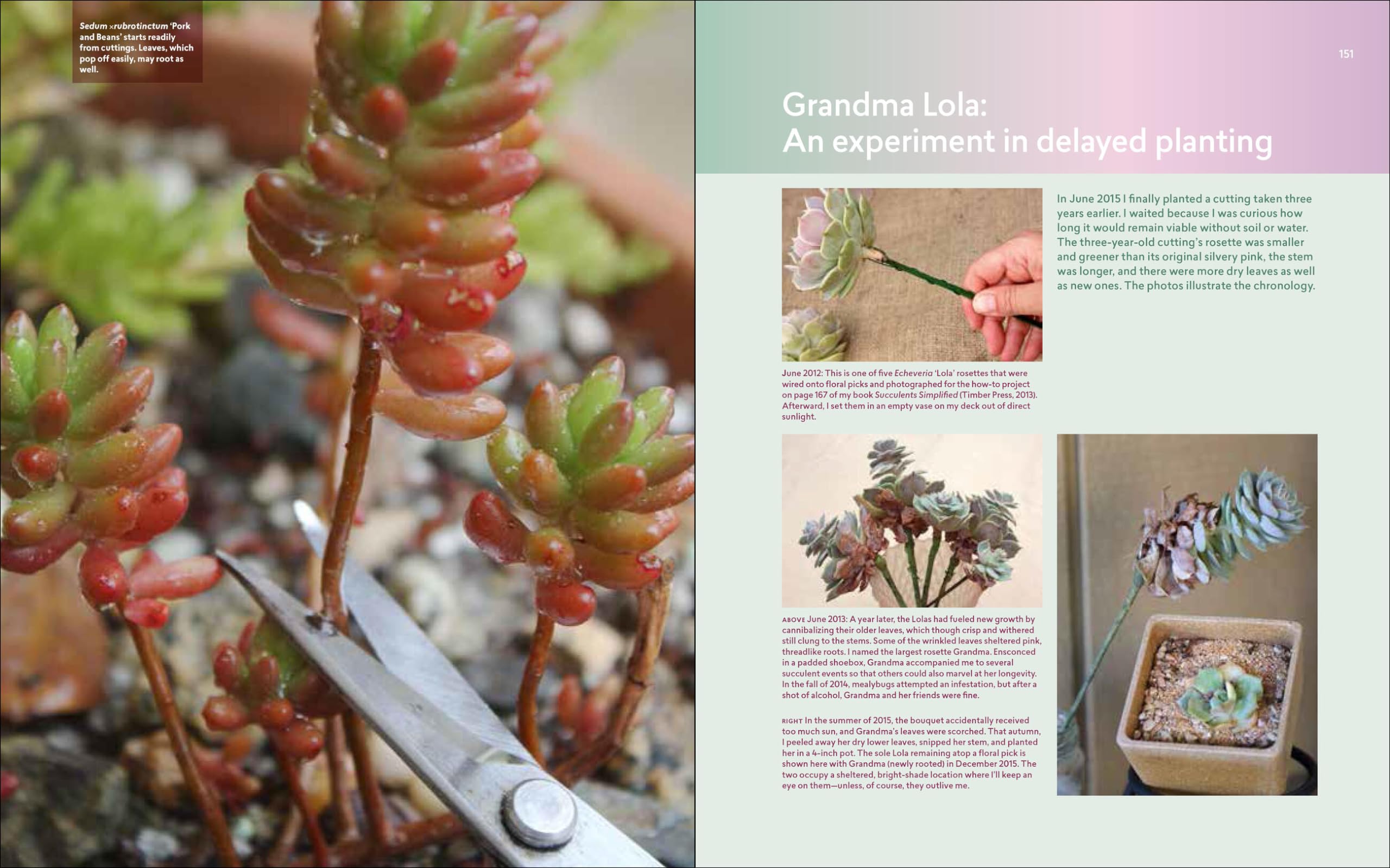 Designing with Succulents