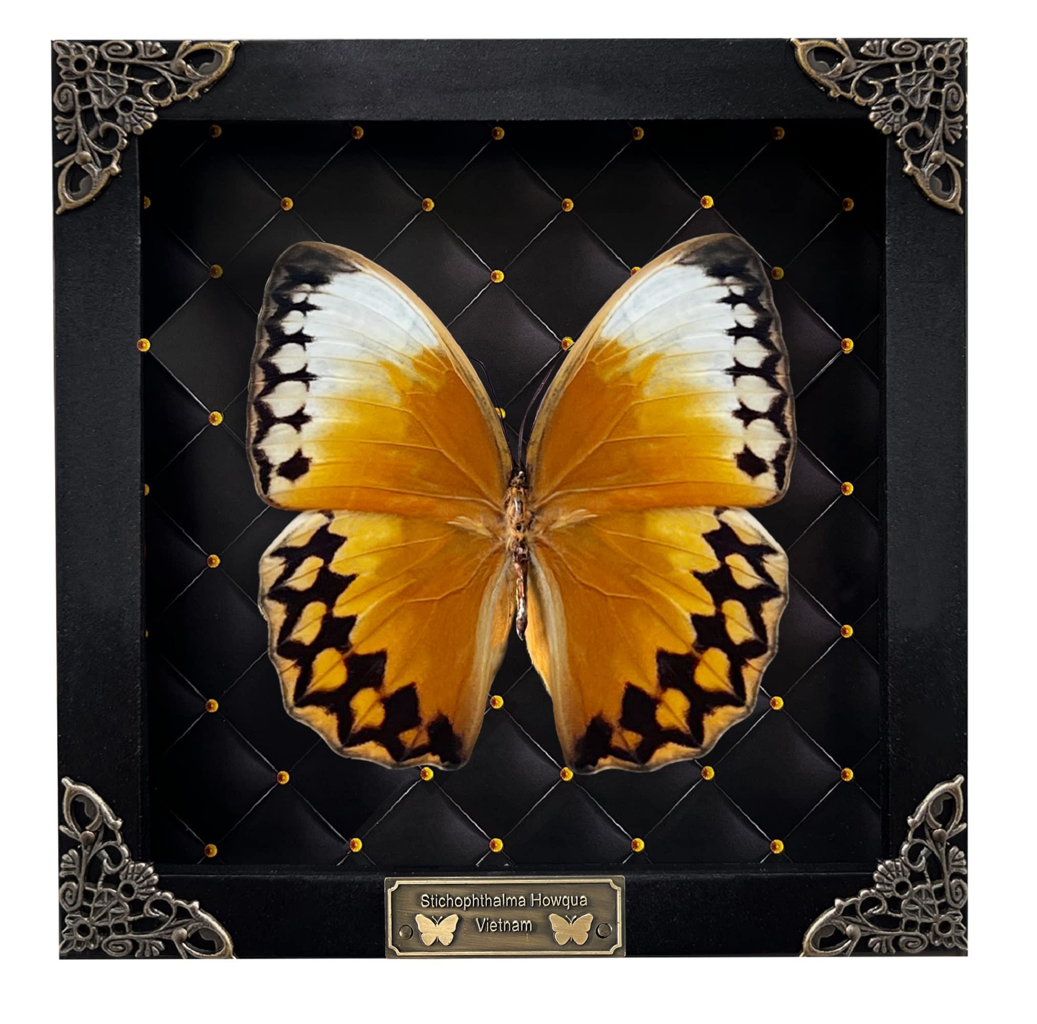 Marco de rombo negro de mariposa real, hecho a mano, caja de sombra de escarabajo, espécimen de insectos, entomología única, rarezas, colección de taxidermia, obra de arte de mesa, decoración del