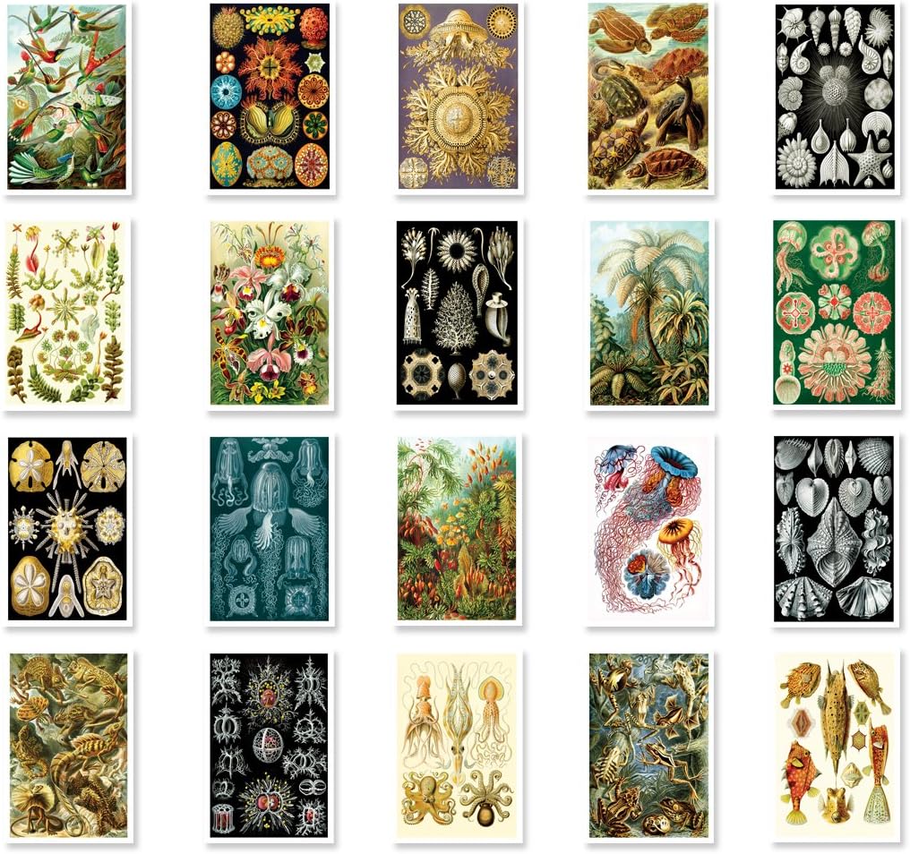 NATURAL CURIOSITIES by Ernst Haeckel postcard set of 20 postcards. Botanical illustrations theme post card variety pack. Made in USA.