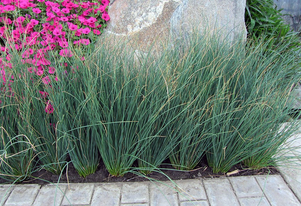 Carbeth Plants Pond Plants for Small Ponds - 3 X 9cm Pot Juncus Inflexus