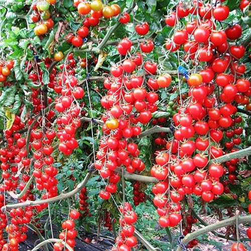 Semillas Verduras de Tomate Rojo - 50 Semillas