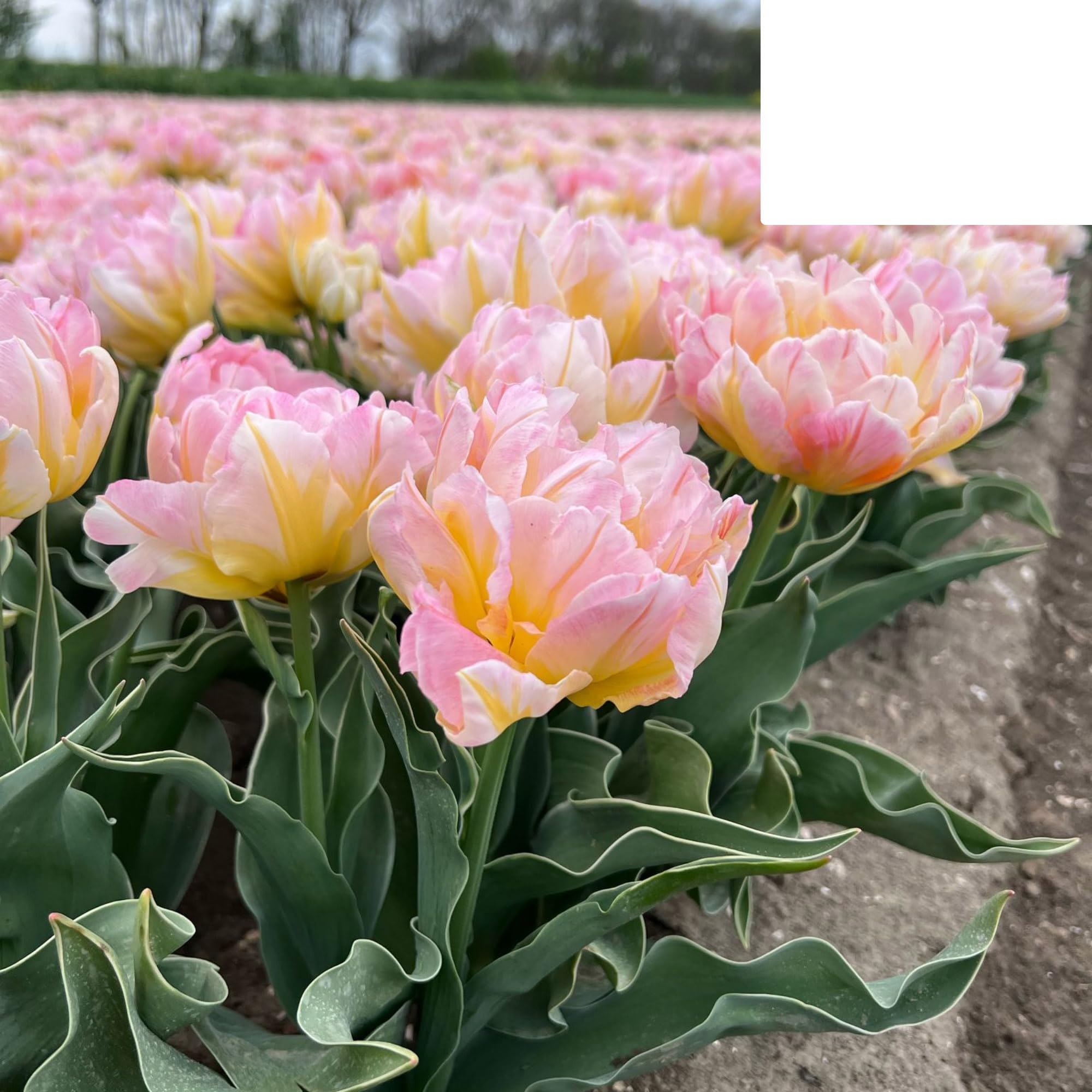Bulbos de tulipán 'Password' | 20 Piezas | Tulipán rosa de doble flor - 30-50cm - Ø5cm - bulbo de flor - Planta de jardín