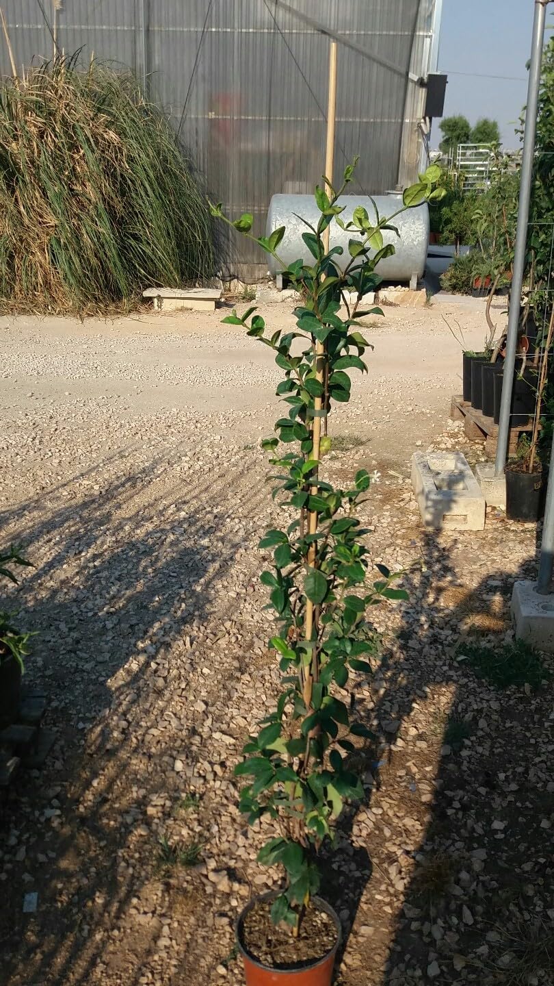 N.10 PIANTE RINCOSPERMUM JASMINOIDES GELSOMINO ALT. 120 cm (foto reali) PROFUMAT