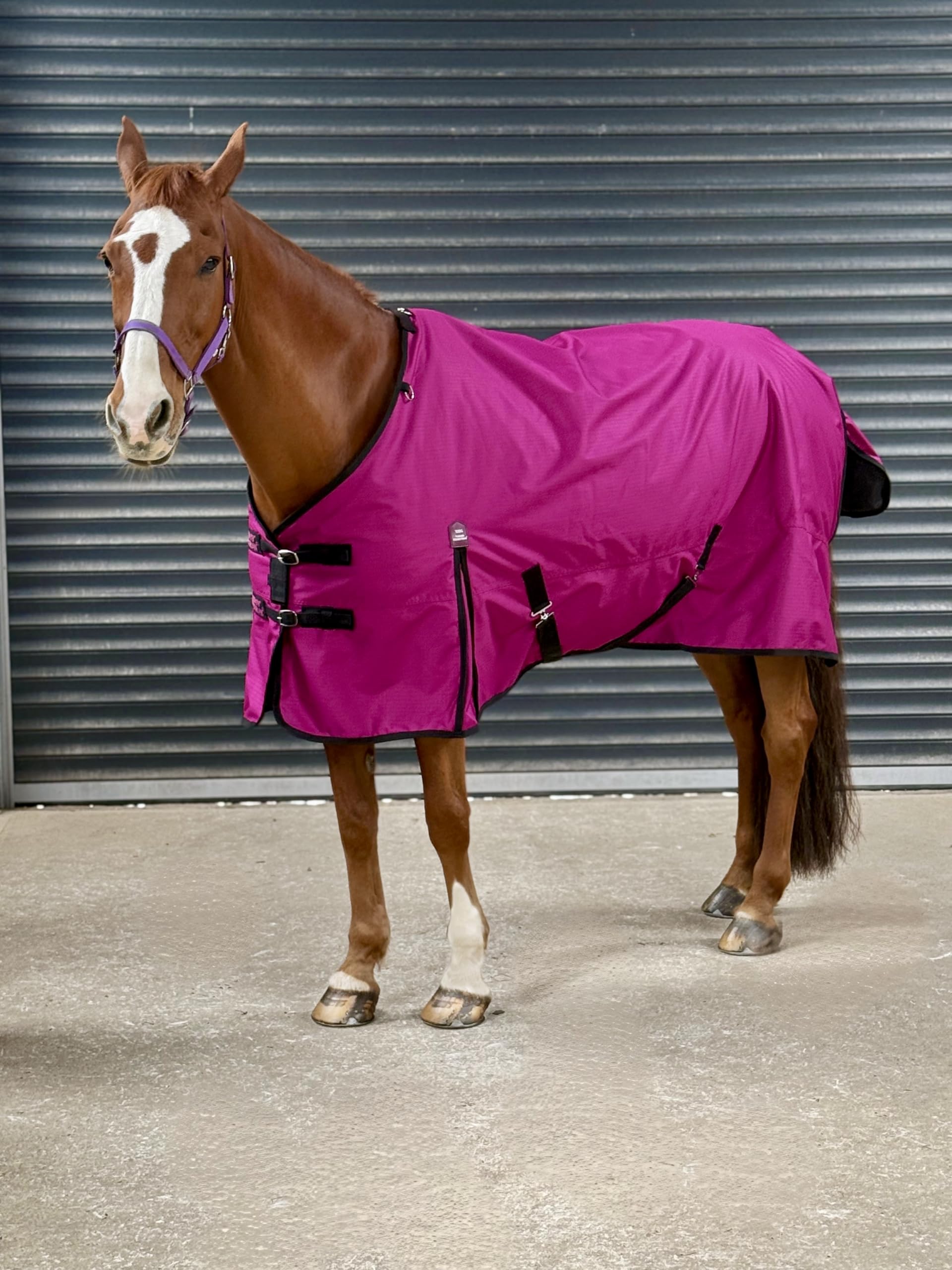 Turner Equestrian Horse Turnout Rug, 600D Lightweight Waterproof, Deep Raspberry, 100g Fill (7'0" Standard)