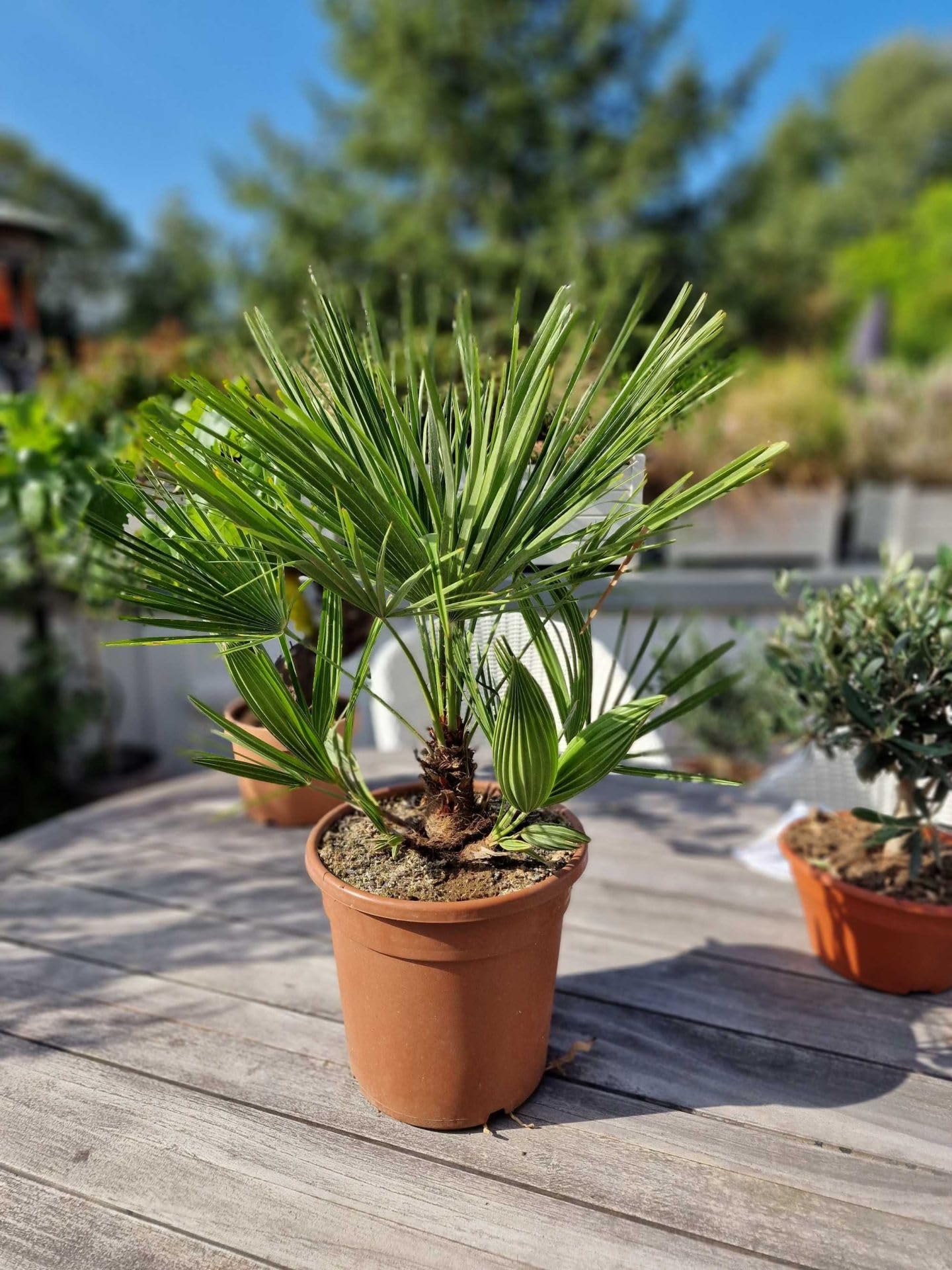 Meine Orangerie 'Mittelmeer Zwergpalme' - Winterharte Palme im Ø 22cm Topf - ca. 120cm inkl. Topf - Frosthart bis -12 Grad - Europäische Zwergpalme winterhart - Chamaerops humilis (Topf Ø 22cm)