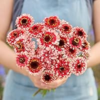 Vista 123 de Eden Brothers - Semillas de zinnia, cactus con flores, sin OMG, plantar en primavera, paquete, flores de bajo mantenimiento, zonas 3, 4, 5, 6, 7, 8