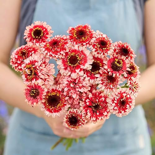 Miniatura 123 de Eden Brothers - Semillas de zinnia, cactus con flores, sin OMG, plantar en primavera, paquete, flores de bajo mantenimiento, zonas 3, 4, 5, 6, 7, 8