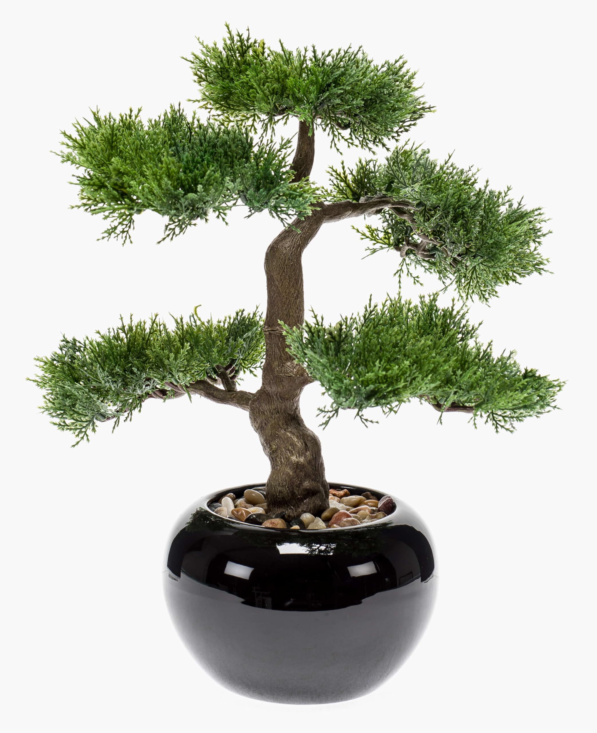 cotoneaster microphyllus bonsai Thyme Leaf Cotoneaster main image 0
