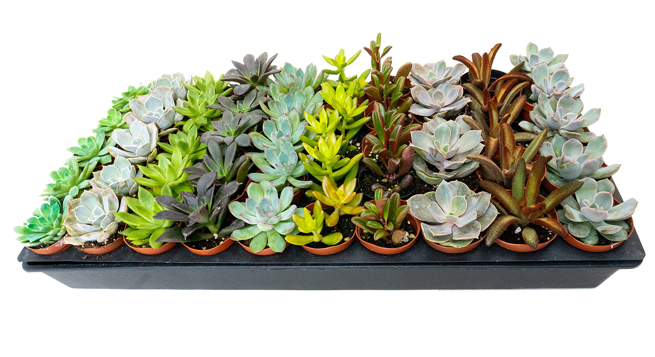 monstera potted plant Artificial Monstera Plant  5 ft