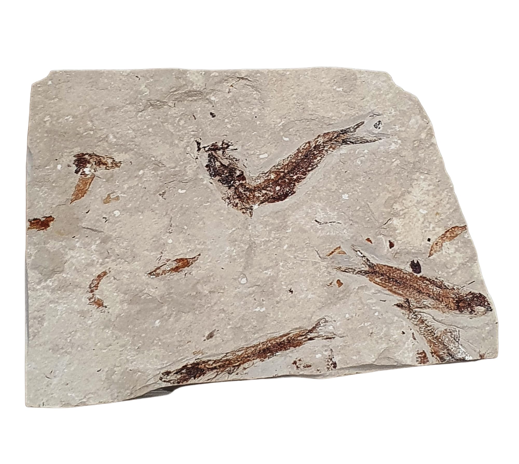 Charitosomus lineolatus Fisch Fossil (Fossilien) LI202