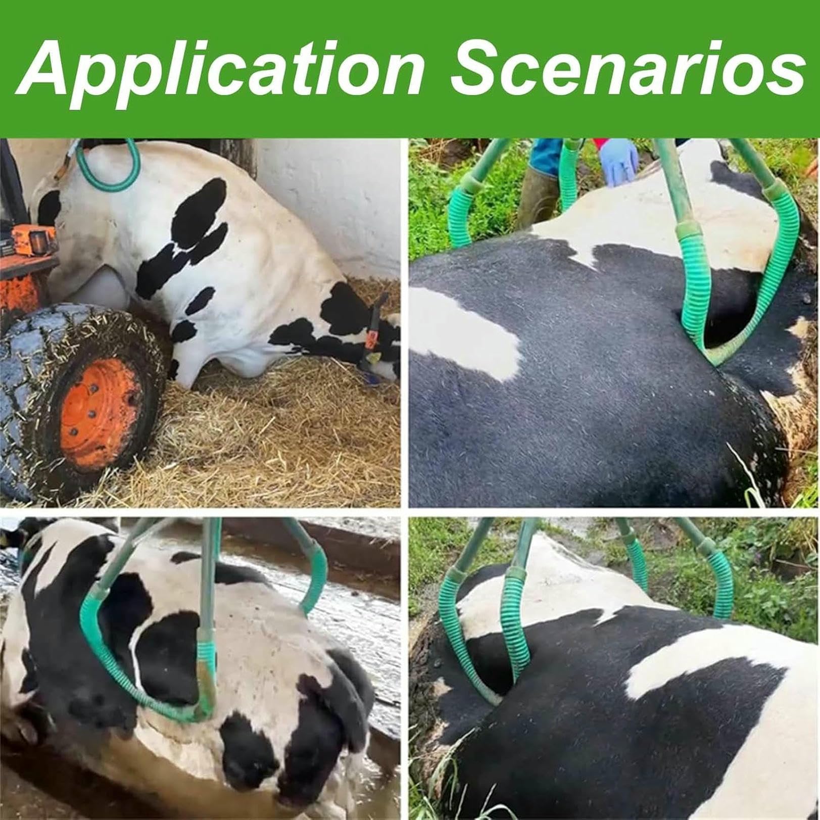 Outil de levage de hanche de vache réglable pour aider les bovins de ferme laitière