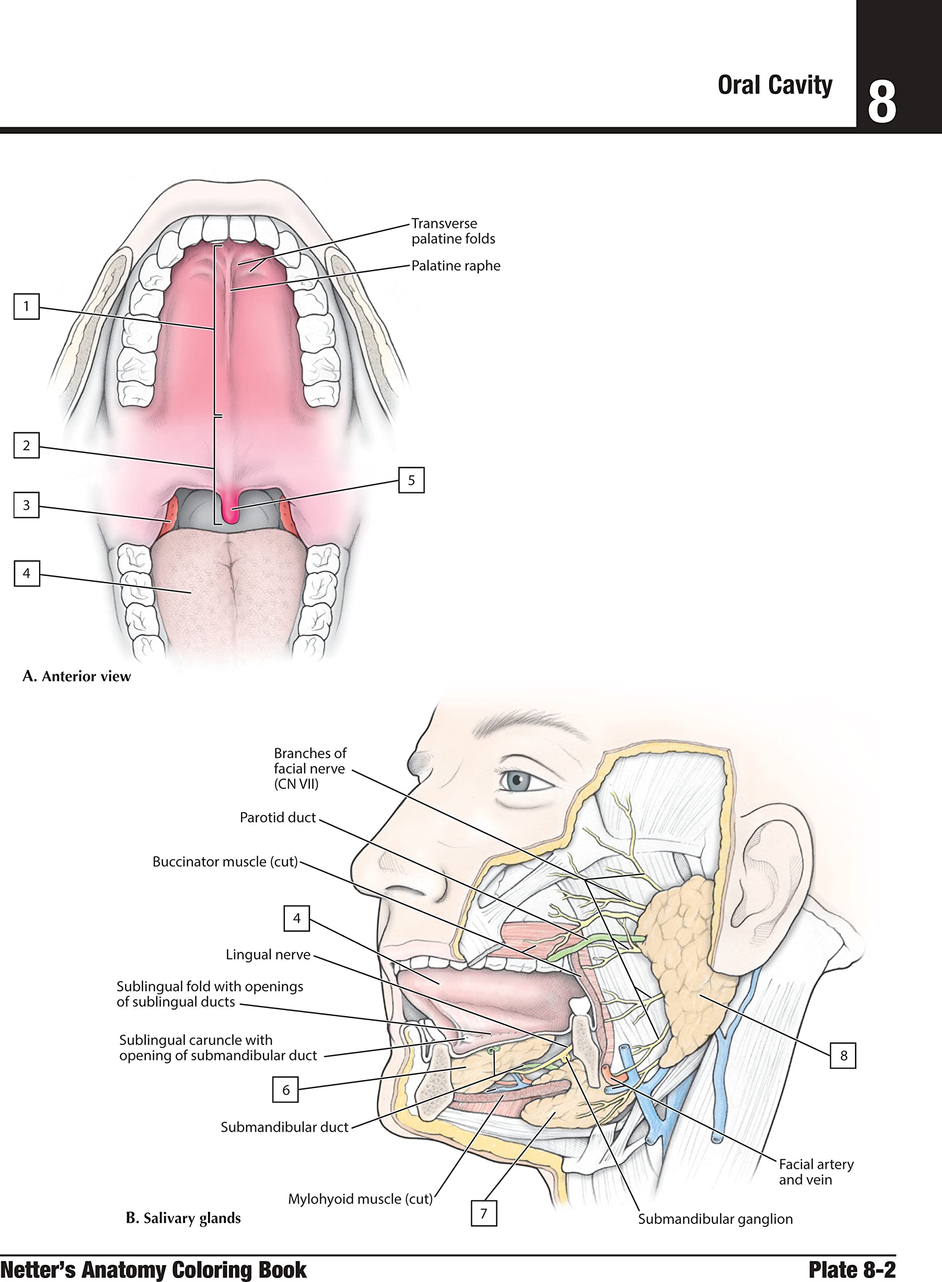 Piccin Nuova Libraria S.p.A. Netter's. Anatomia da colorare