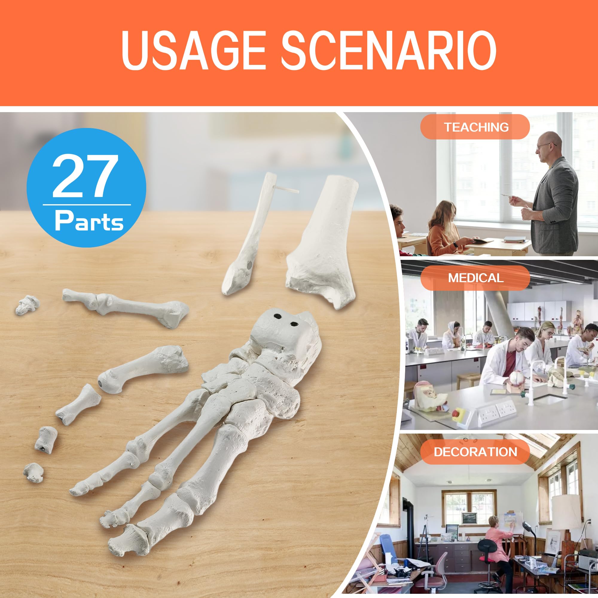 EVOTECH SCIENTIFIC Modello del piede del magnete, Modello anatomico del corpo umano, 2024